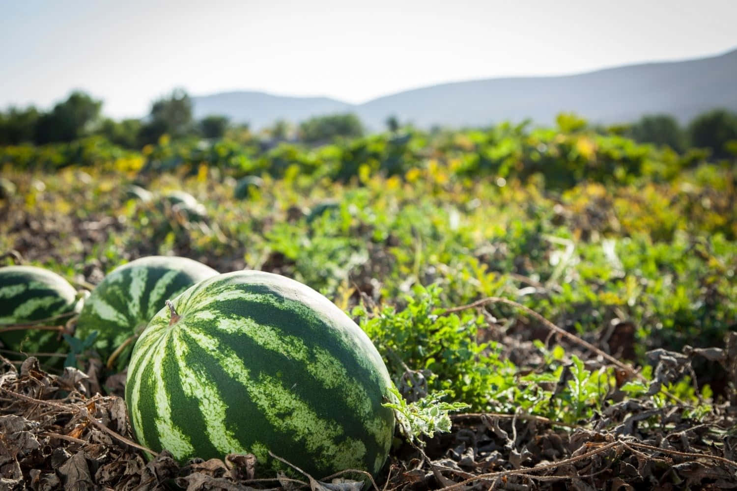 Watermelon Pictures