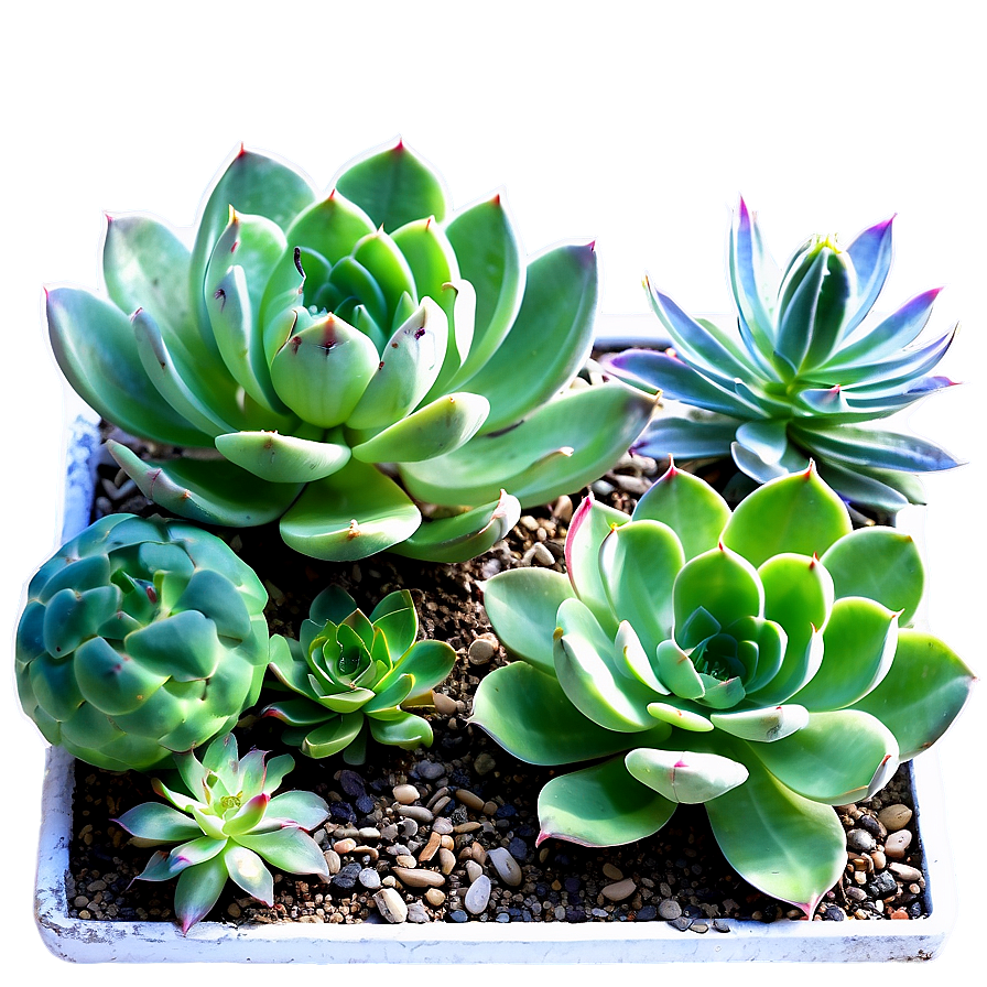 Waterwise Succulent Landscape Png 06212024 PNG