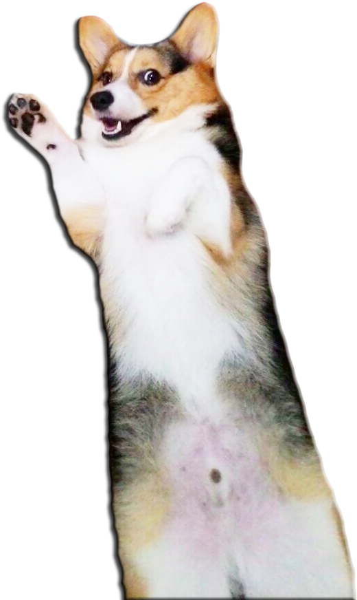 Waving Corgi Cutout.png PNG