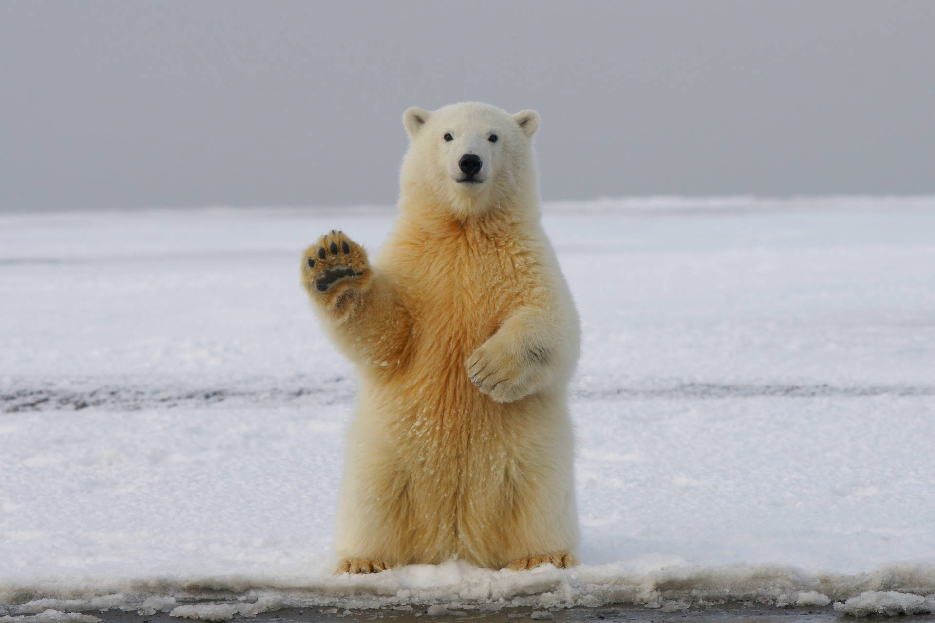 A Polar Bear waving atop Arctic ice Wallpaper