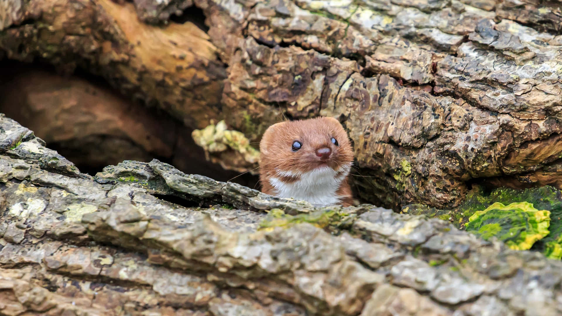 Weasel Peeking From Tree Hollow.jpg Wallpaper