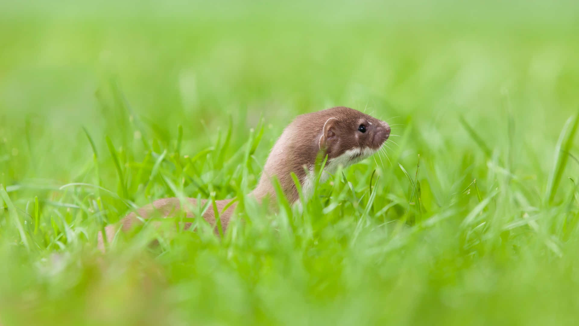 Weasel Peeking Through Grass.jpg Wallpaper