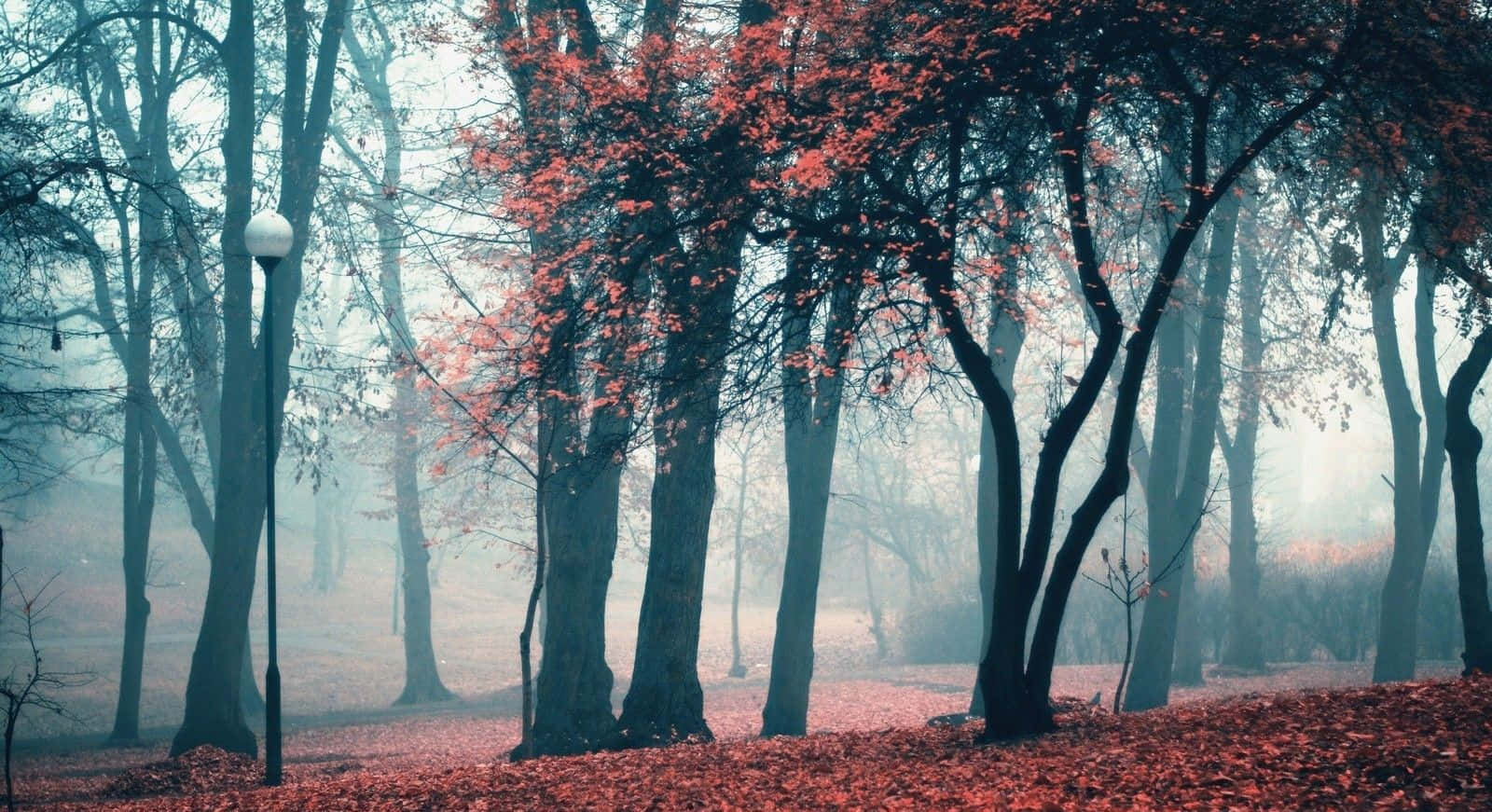 Einnebeliger Wald Mit Roten Blättern Und Bäumen.
