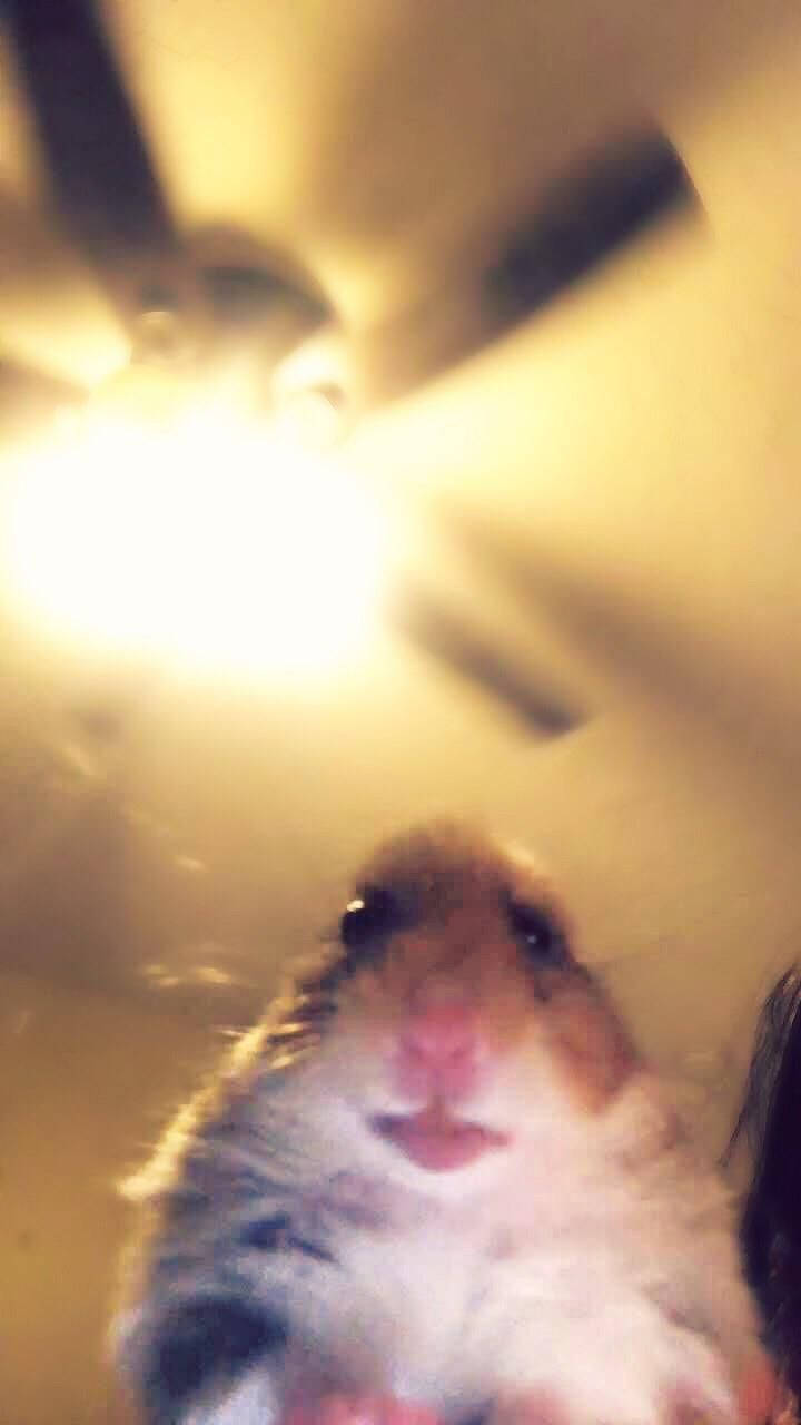 Webcam Hamster Meme Background