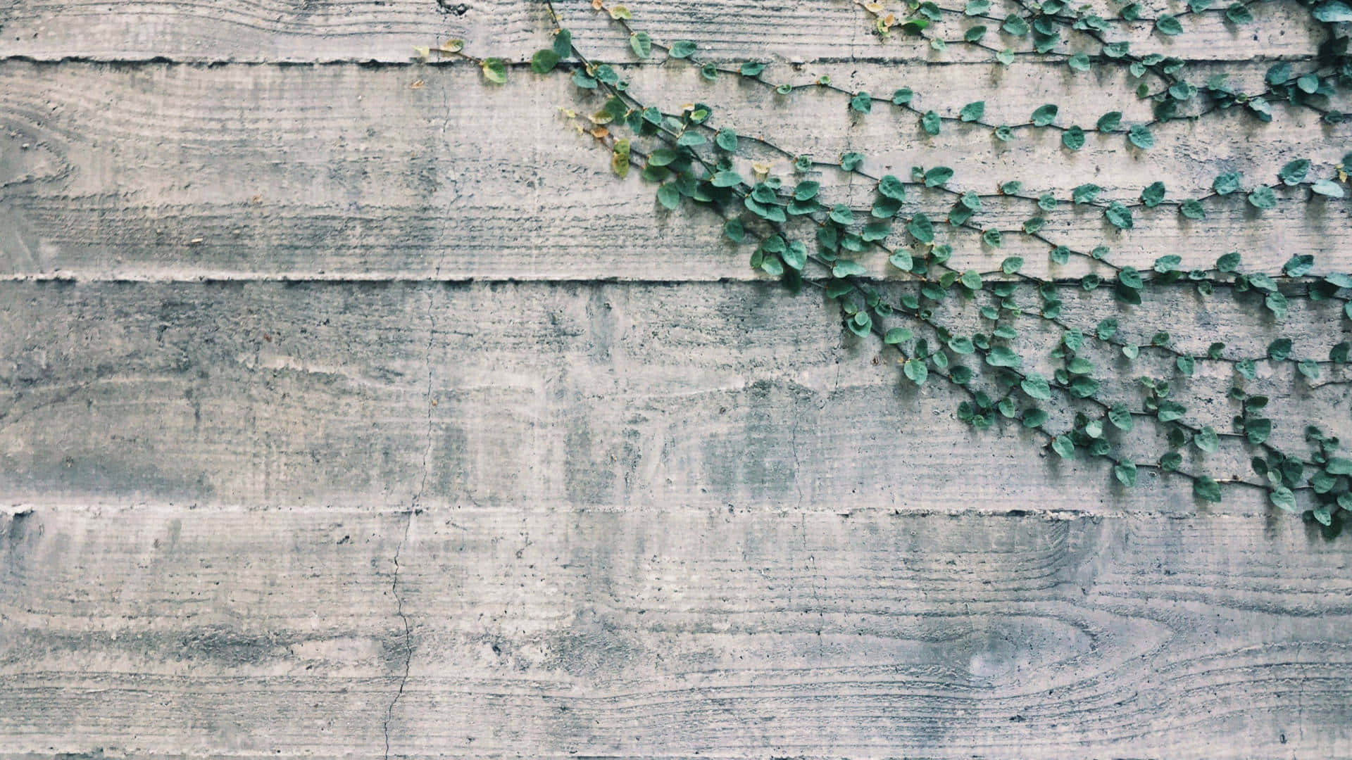 ivy growing on a wooden wall