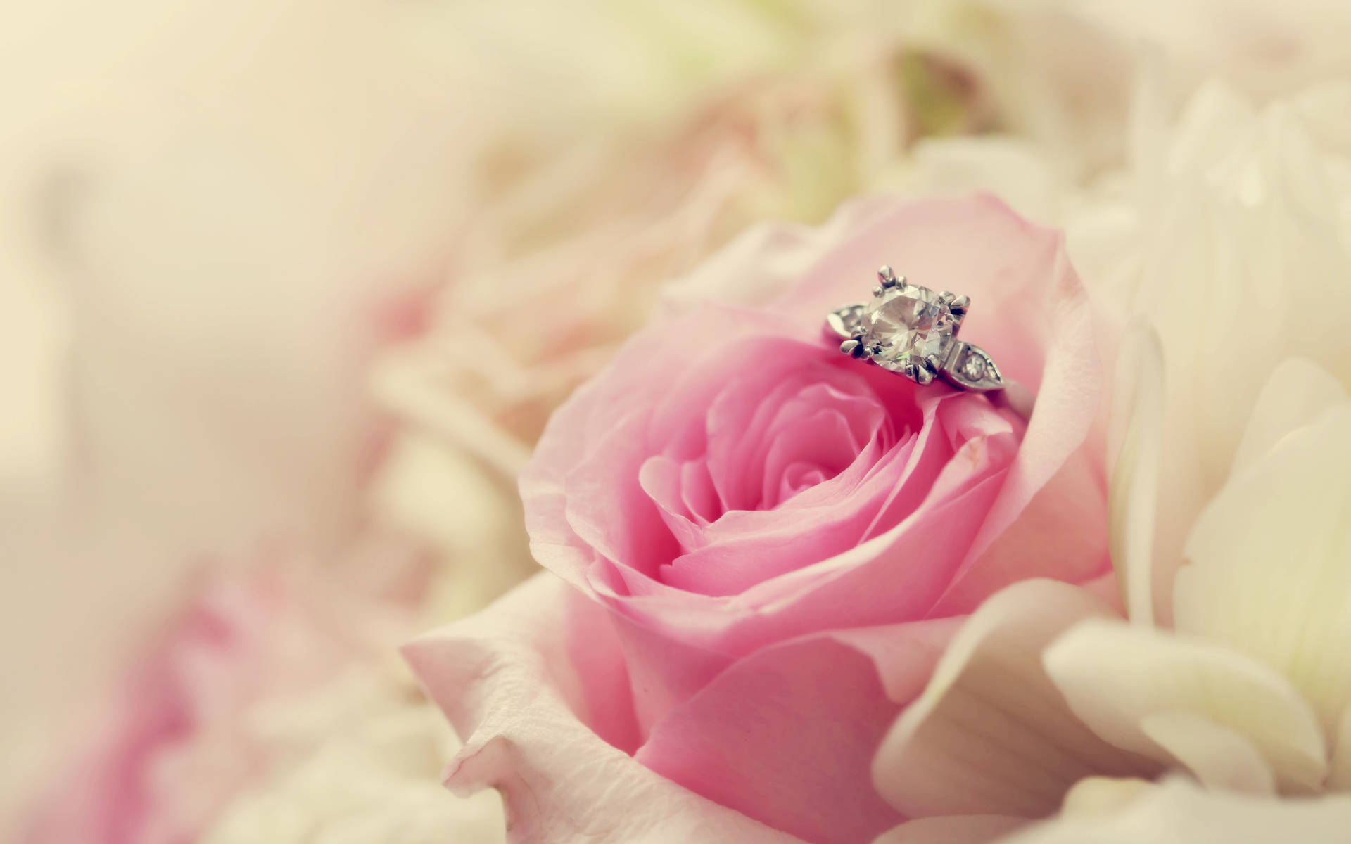 Wedding Aesthetic Ring In Rose Background