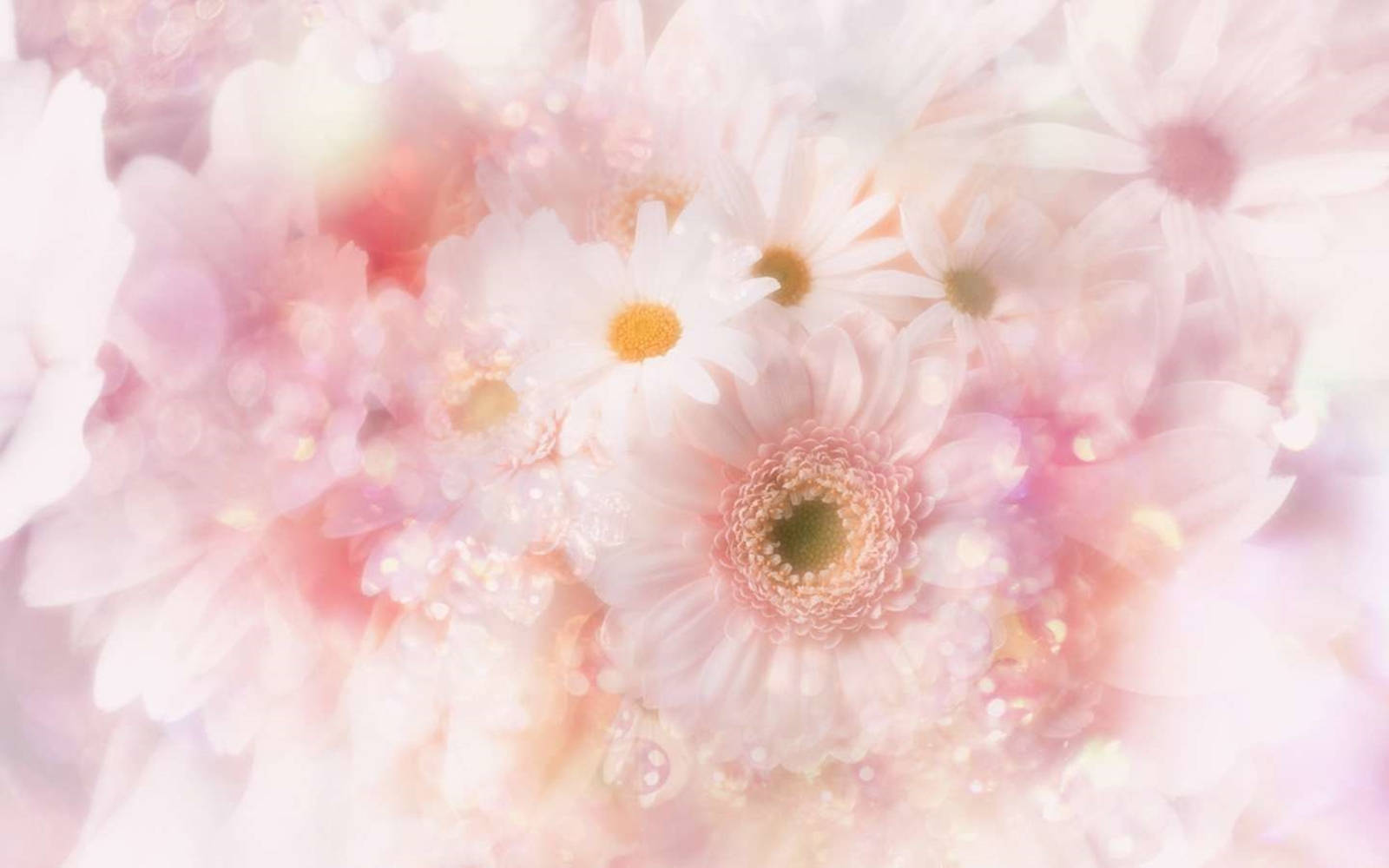 Wedding Album Tiny White Flowers Background