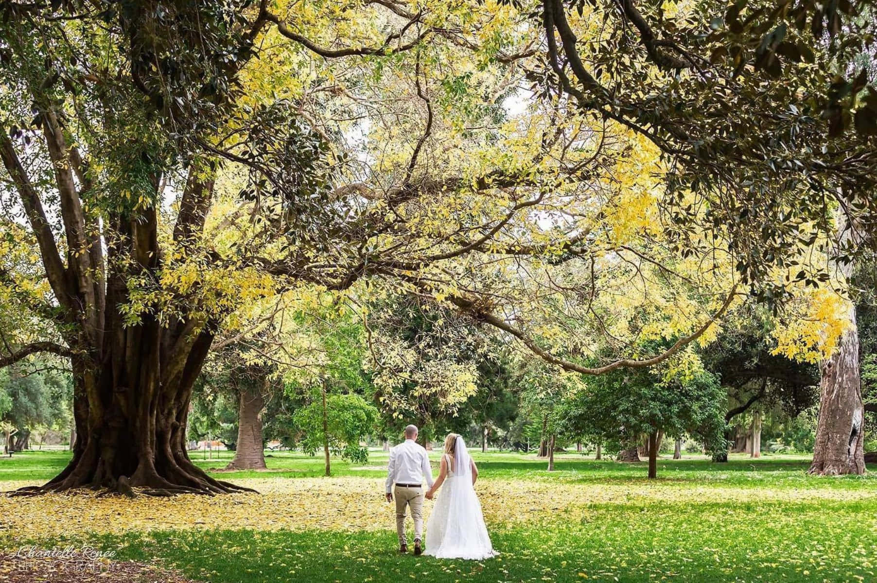Wedding Couple Adelaide Botanic Garden Wallpaper