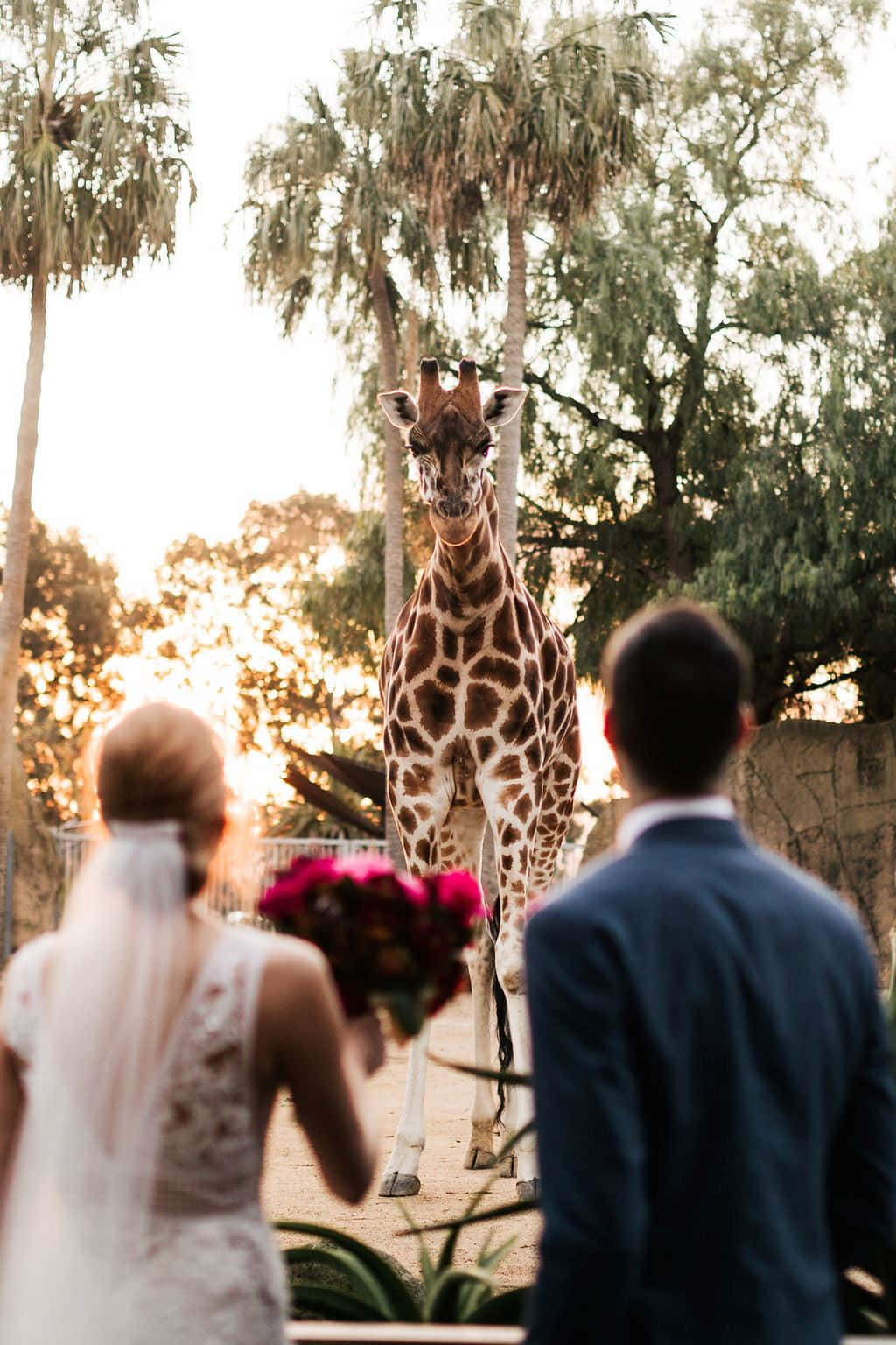 Bruidsstel En Giraffe Bij Zonsondergang Achtergrond