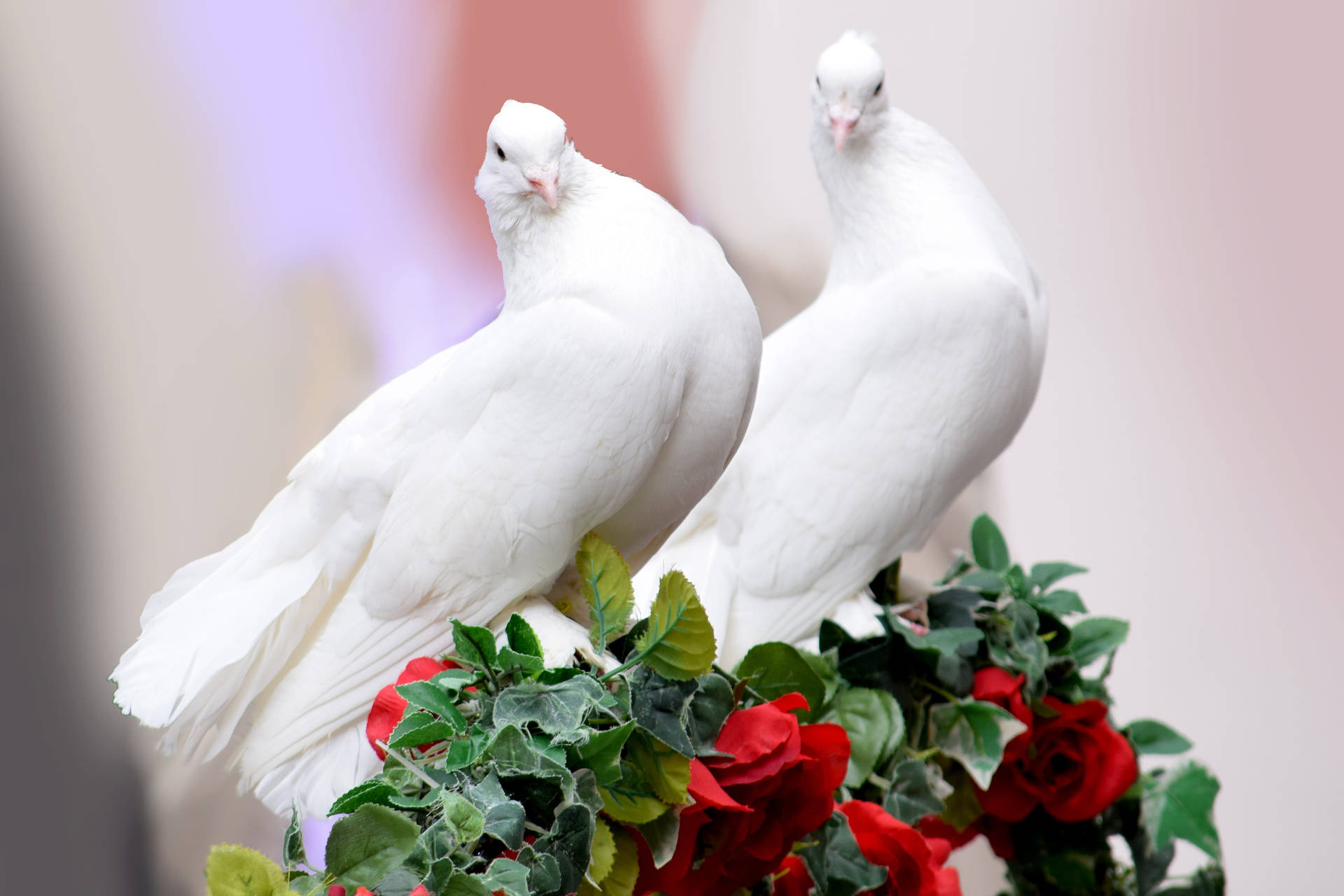 Wedding Dove Love Birds Wallpaper