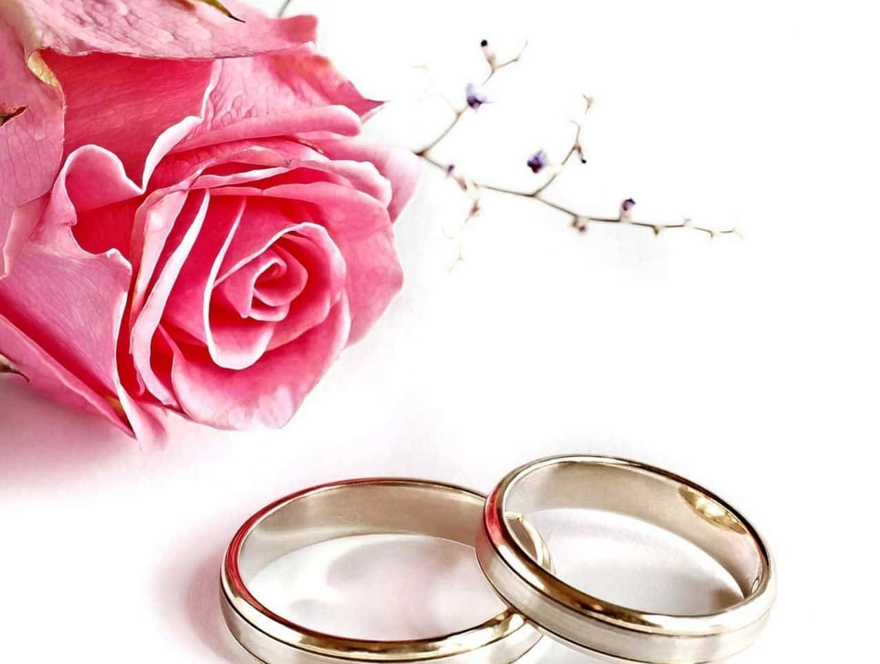 Rosenhintergrundmit Ringen Für Hochzeitseinladung