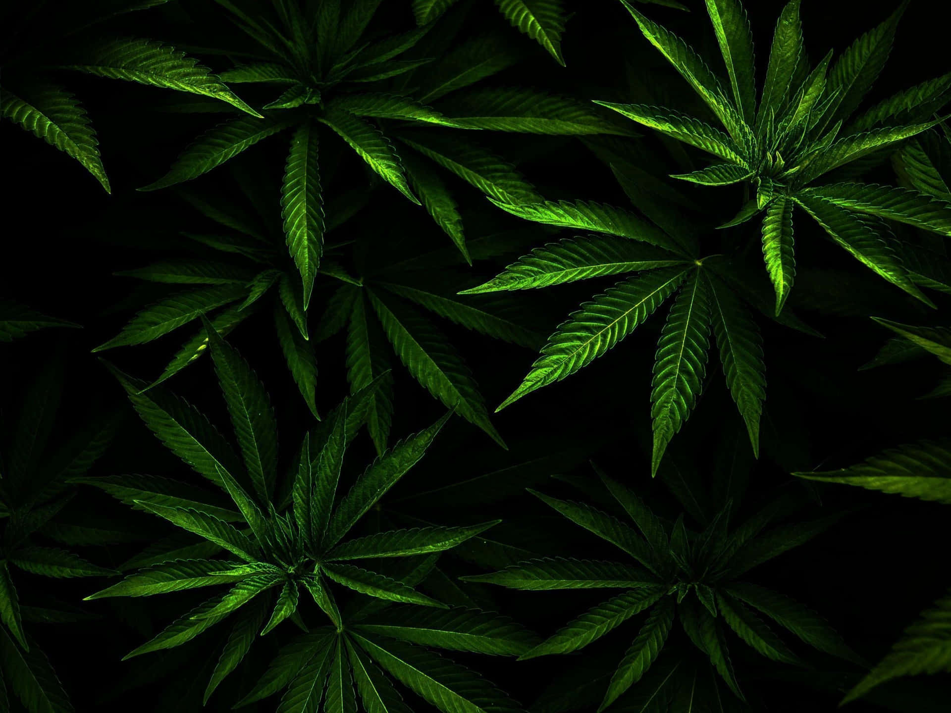 weed backgrounds