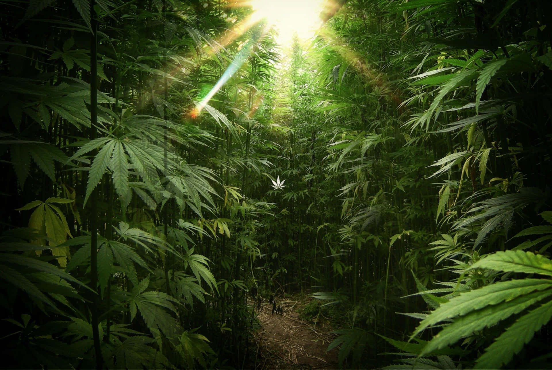 Enrække Kraftfulde Cannabis-sorter.