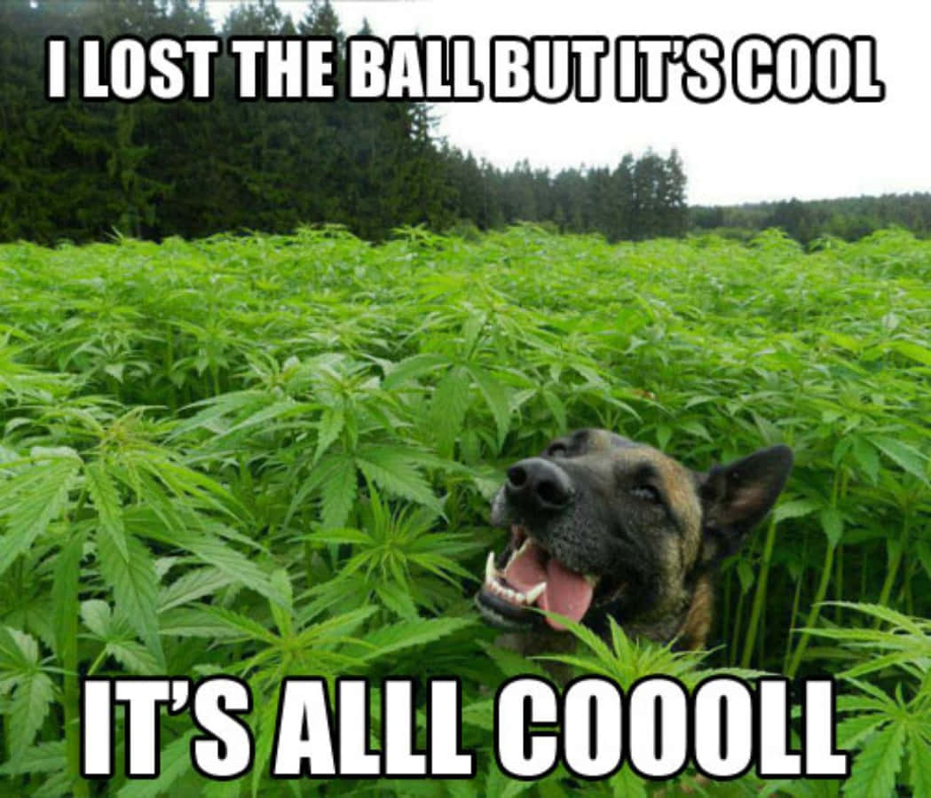 Släppstressen Och Ha En Skratt - Cannabis-humor Räddar Dagen!