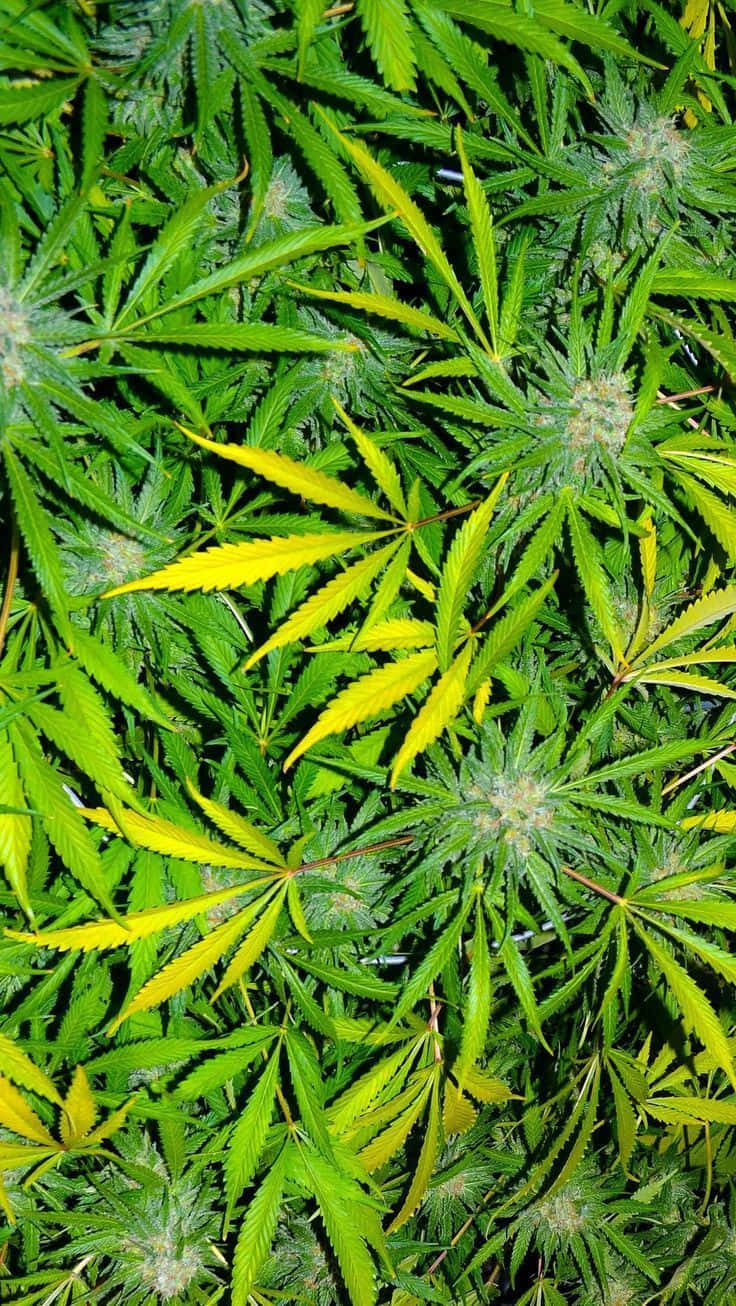 Vibrant weed leaf in high definition