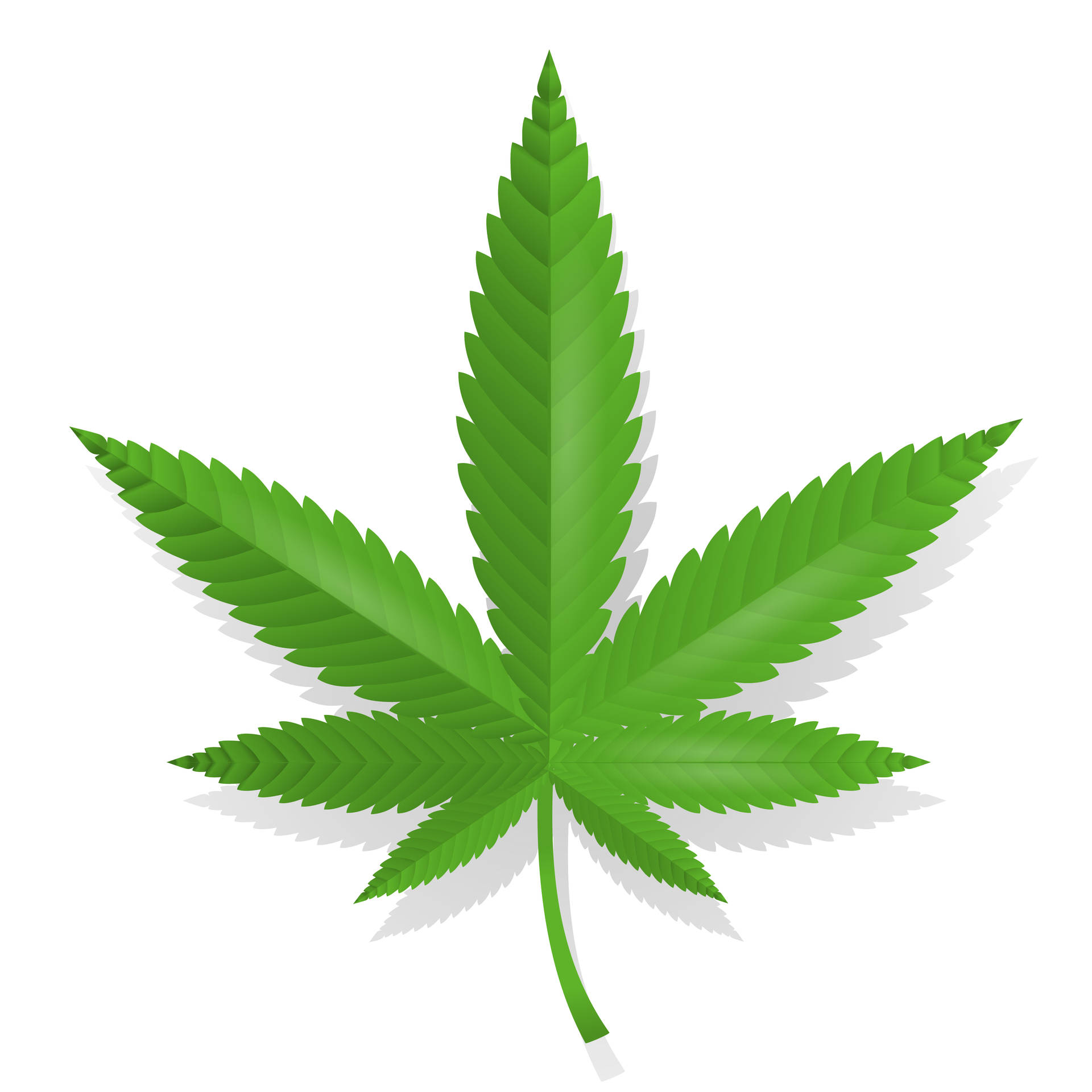 Graficadi Una Foglia Di Cannabis In Semplice Bianco. Sfondo