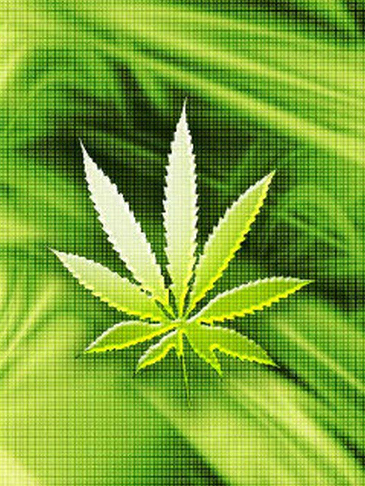 Fogliadi Cannabis In Un Motivo Astratto A Quadrati. Sfondo