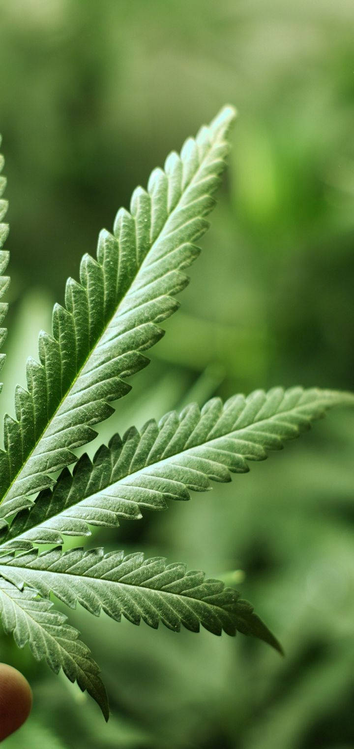 Weed Leaf In Blurry Green Backdrop Wallpaper
