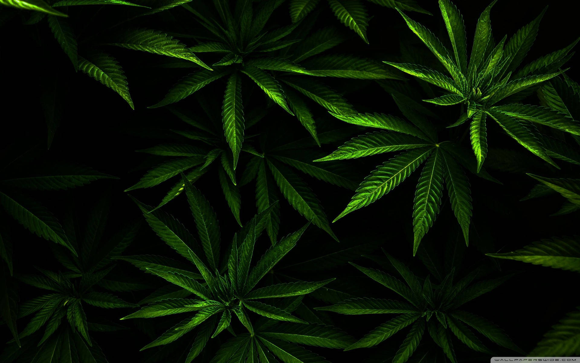 Weed Leaf In Dim Background Wallpaper