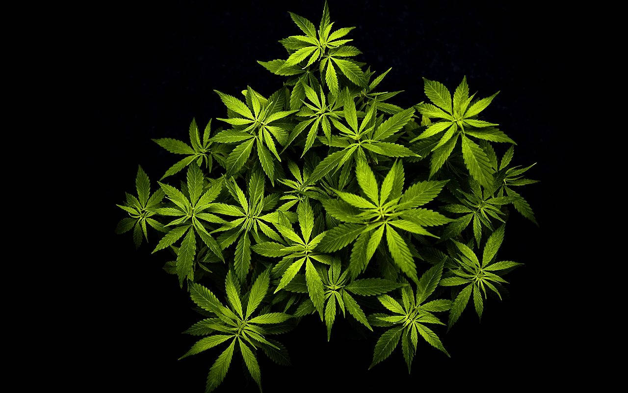 Weed Leaf Plant In Pitch Black Wallpaper