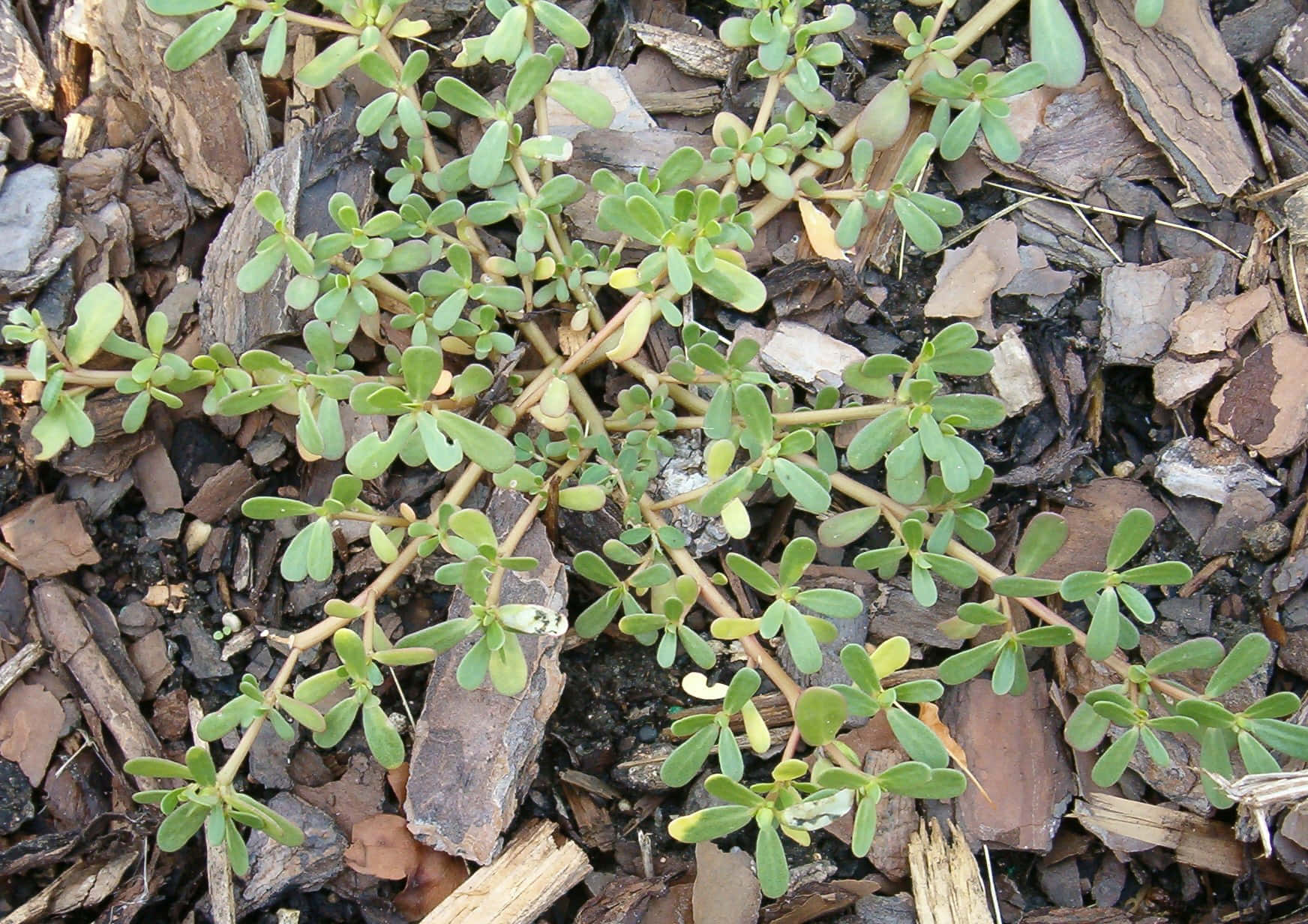 Purslane Weed Picture