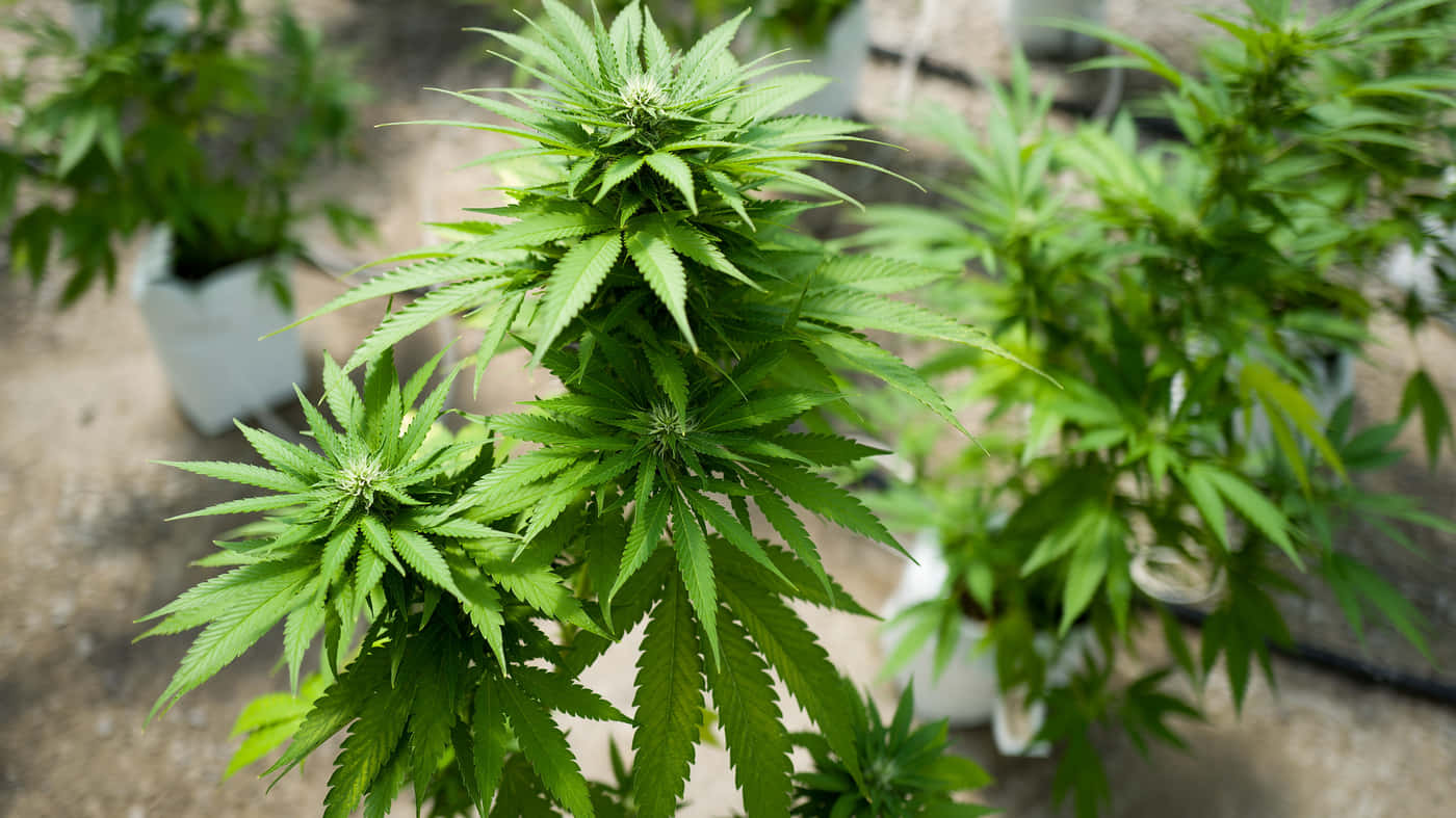 Växtodling Av Cannabis-bild.