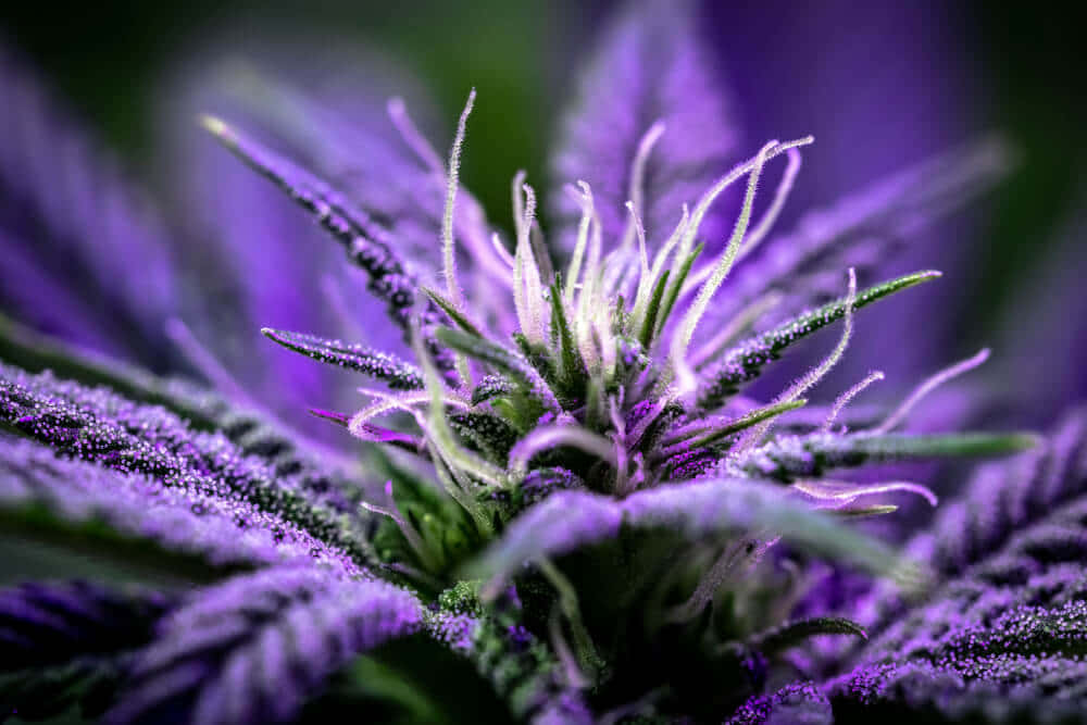 Purple Weed Picture