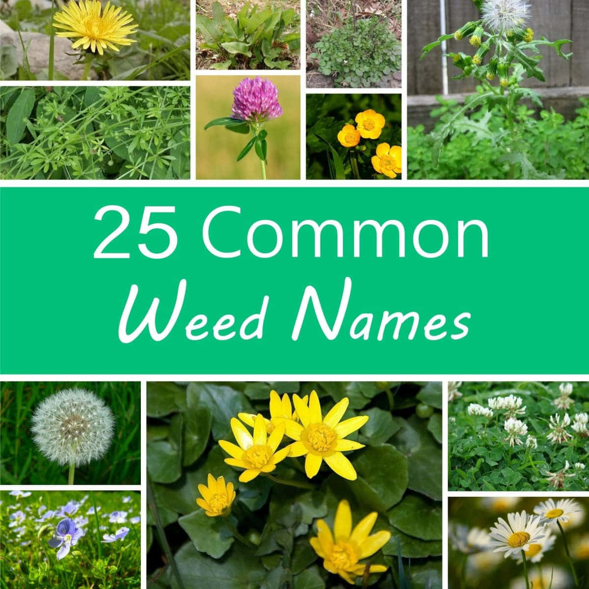 25 Common Weed Names Picture