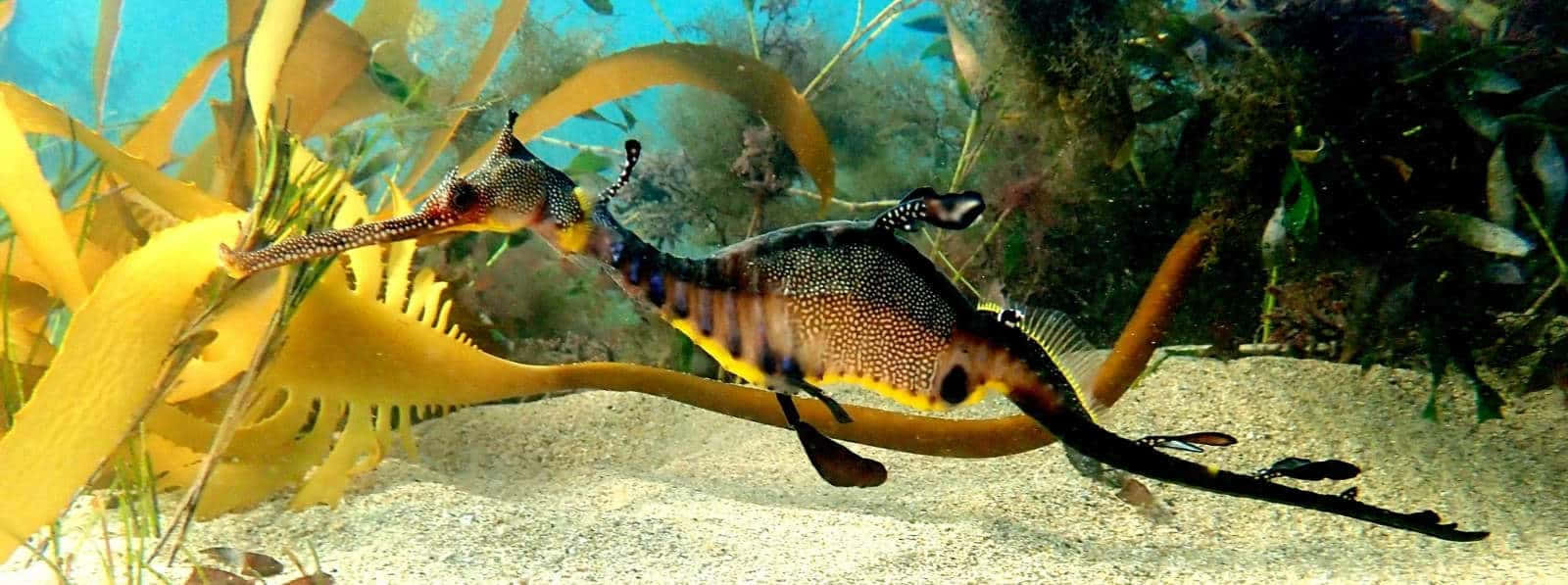 Weedy Sea Dragon Swimming Amongst Kelp Wallpaper
