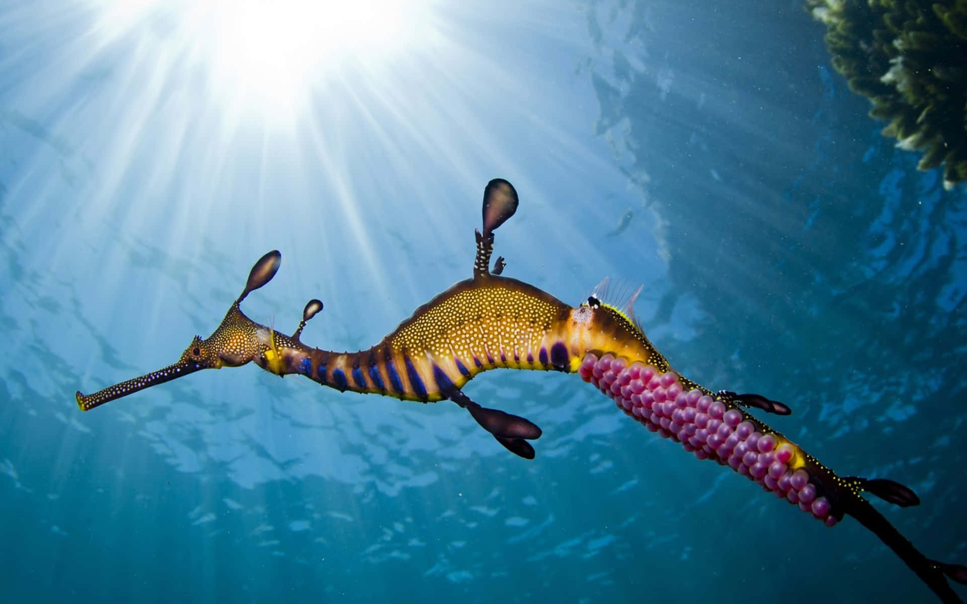 Weedy Sea Dragon Underwater Sunrays Wallpaper