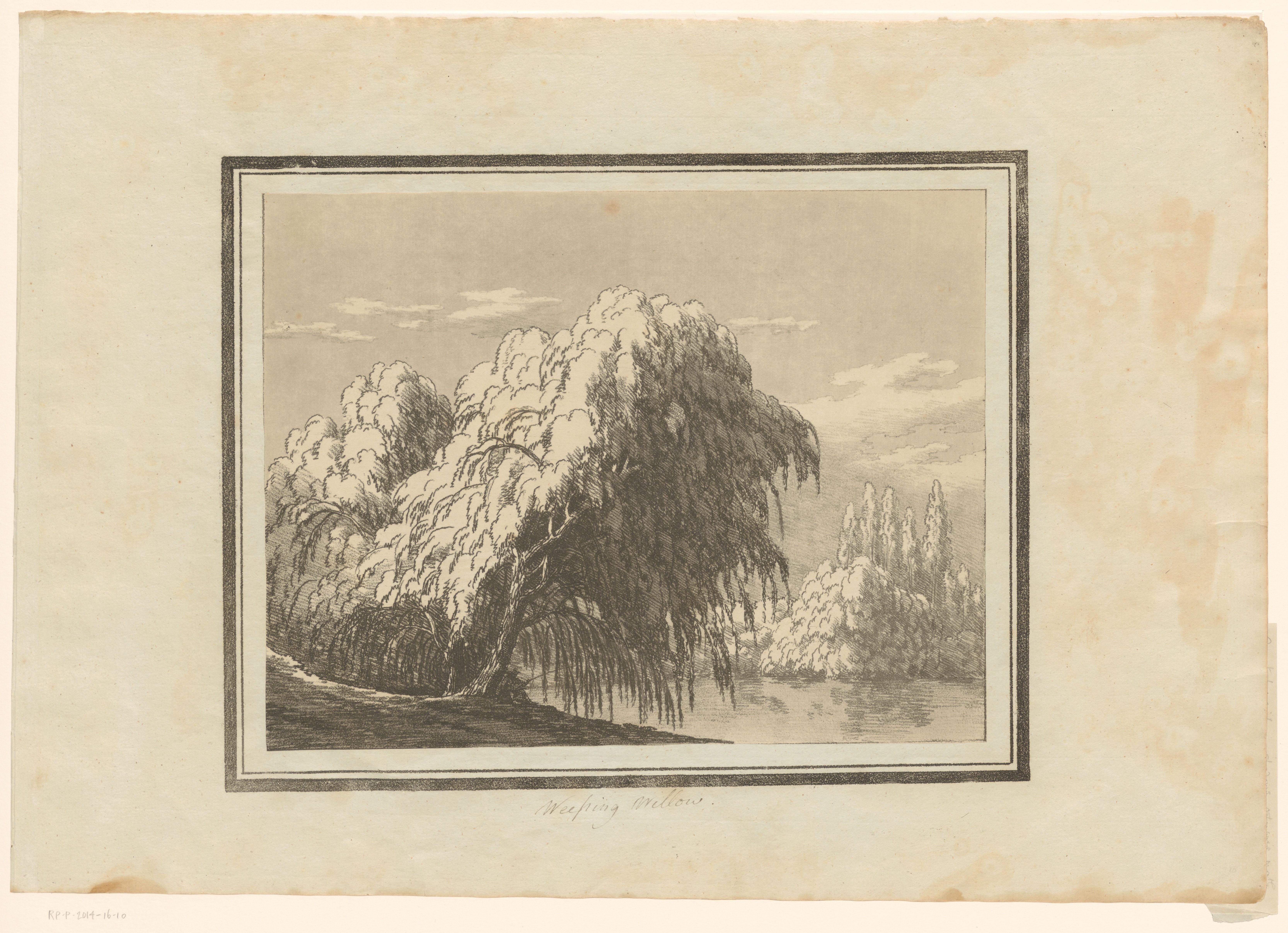 Weeping willow Wallpaper