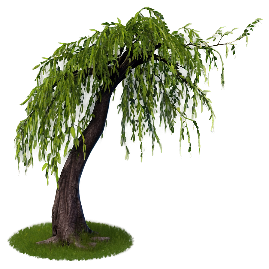 Weeping Willow Tree Branch Png Rap14 PNG