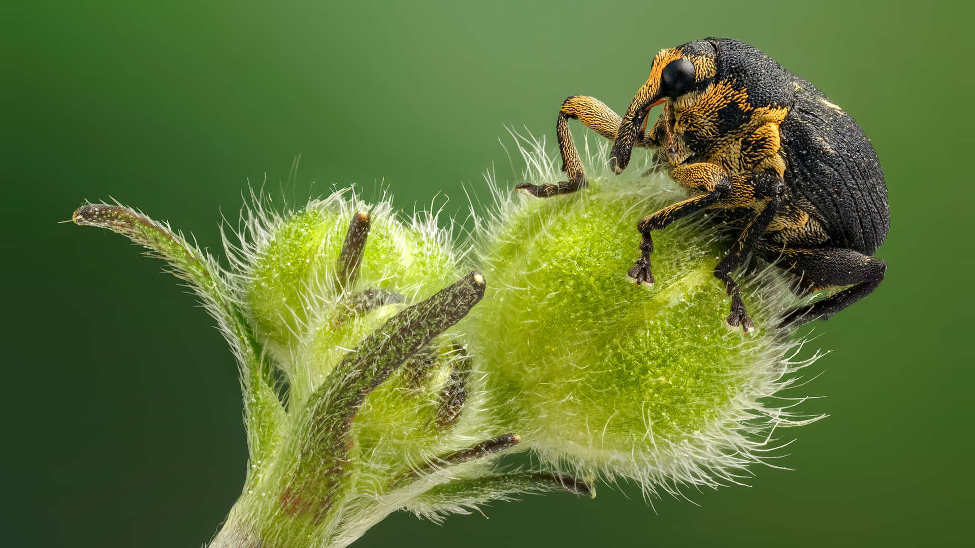 Weevilon Green Plant Closeup Wallpaper