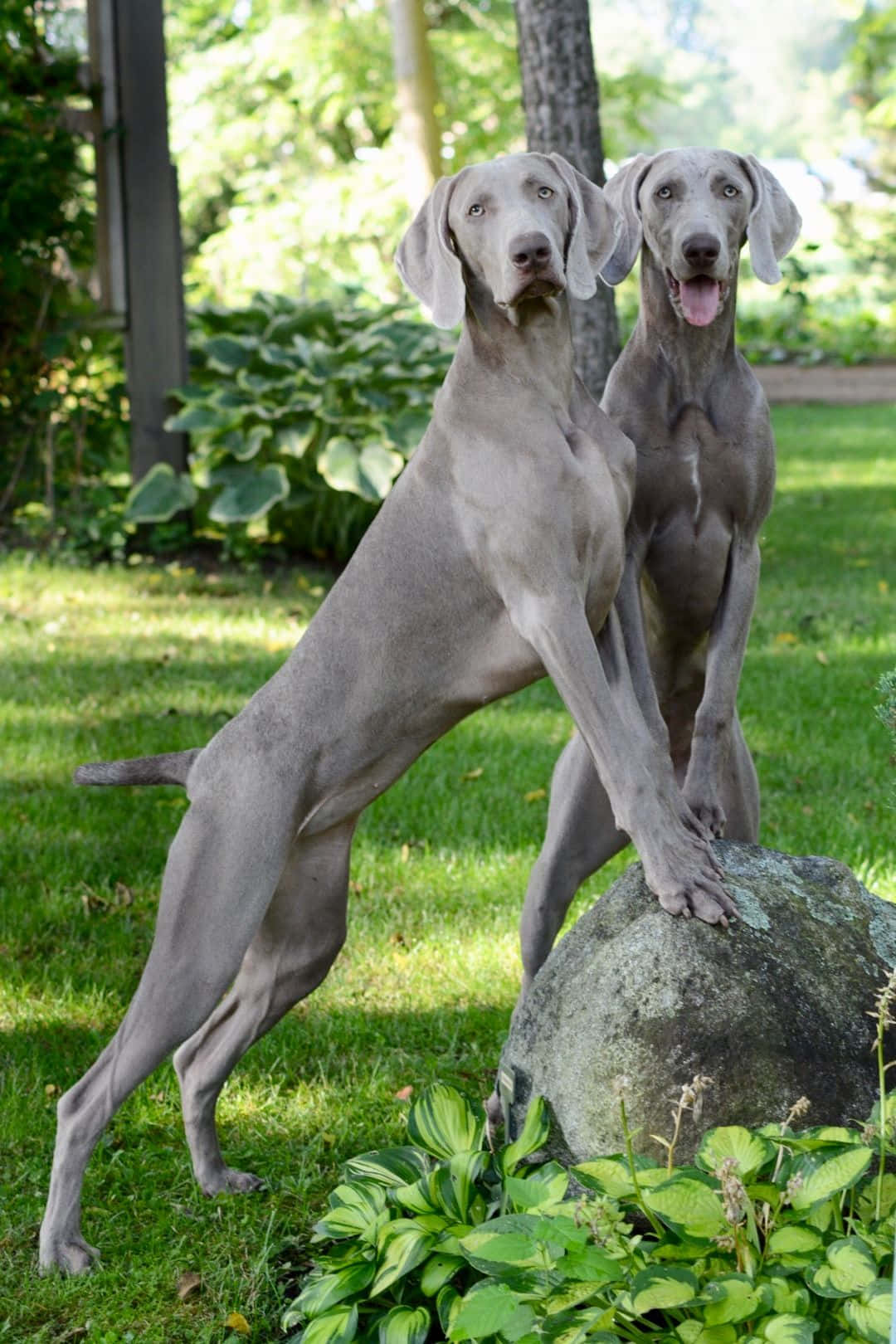 A beautiful Weimaraner looking into the camera