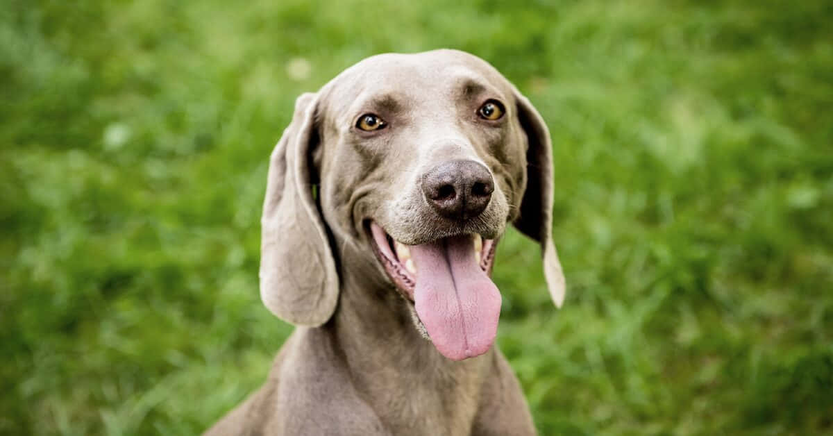 A Grey Dog Is Sitting In The Grass With Its Tongue Out