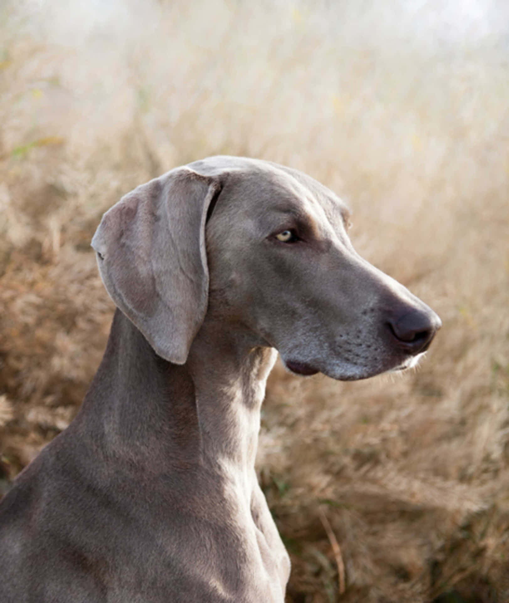 An adorable Weimaraner pup ready for adventure