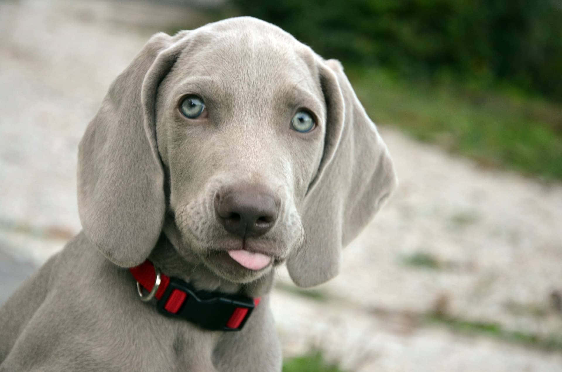 Adorable Weimaraner Puppy Ready for Fetch