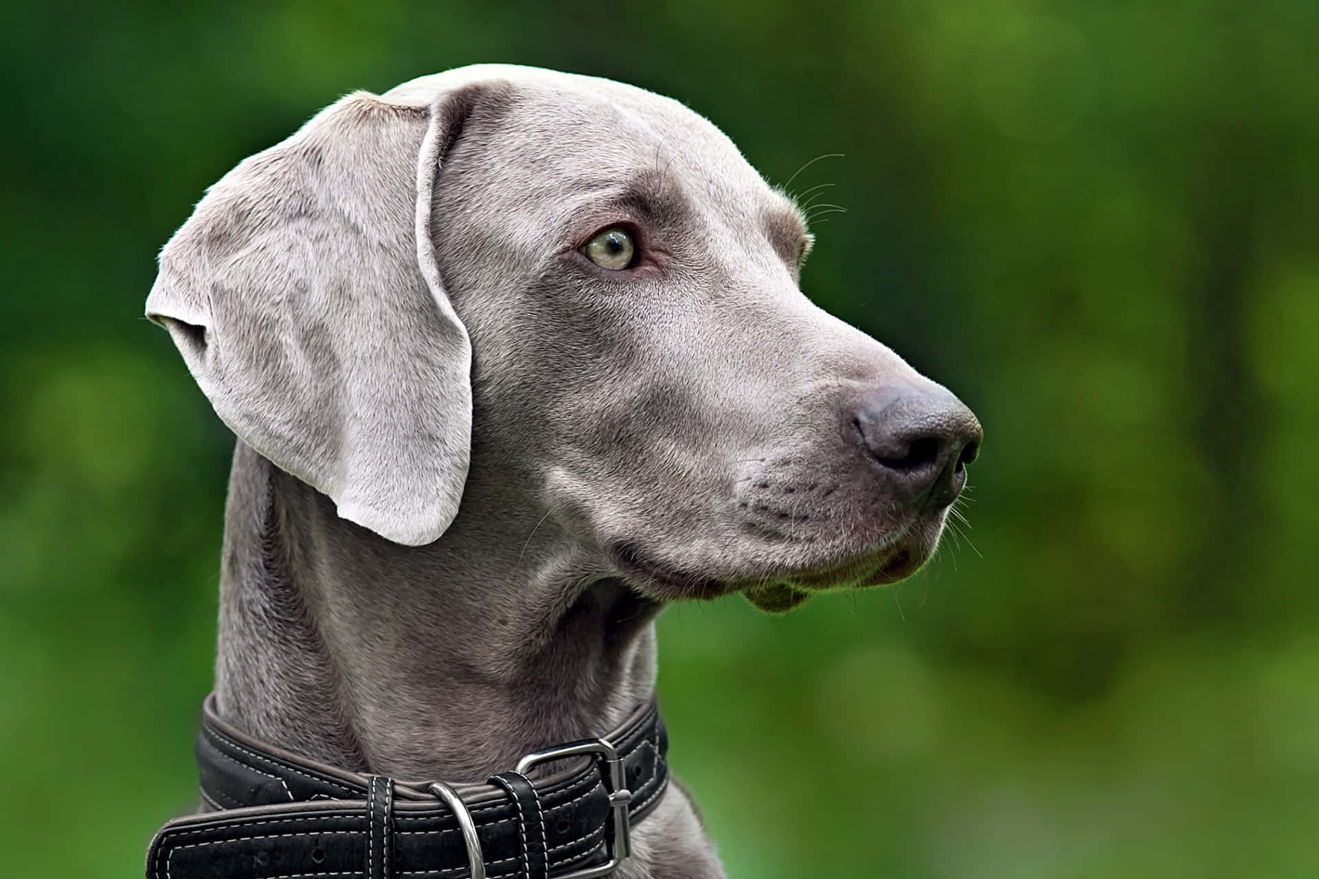 "This majestic Weimaraner is ready to explore"