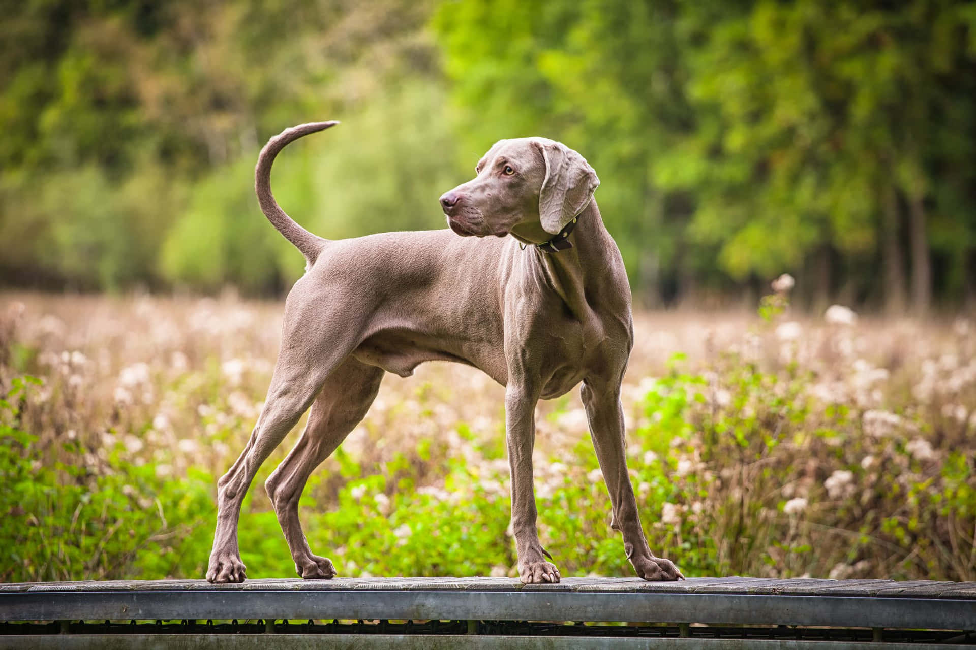 A beautiful Weimaraner stands confidently in the park.