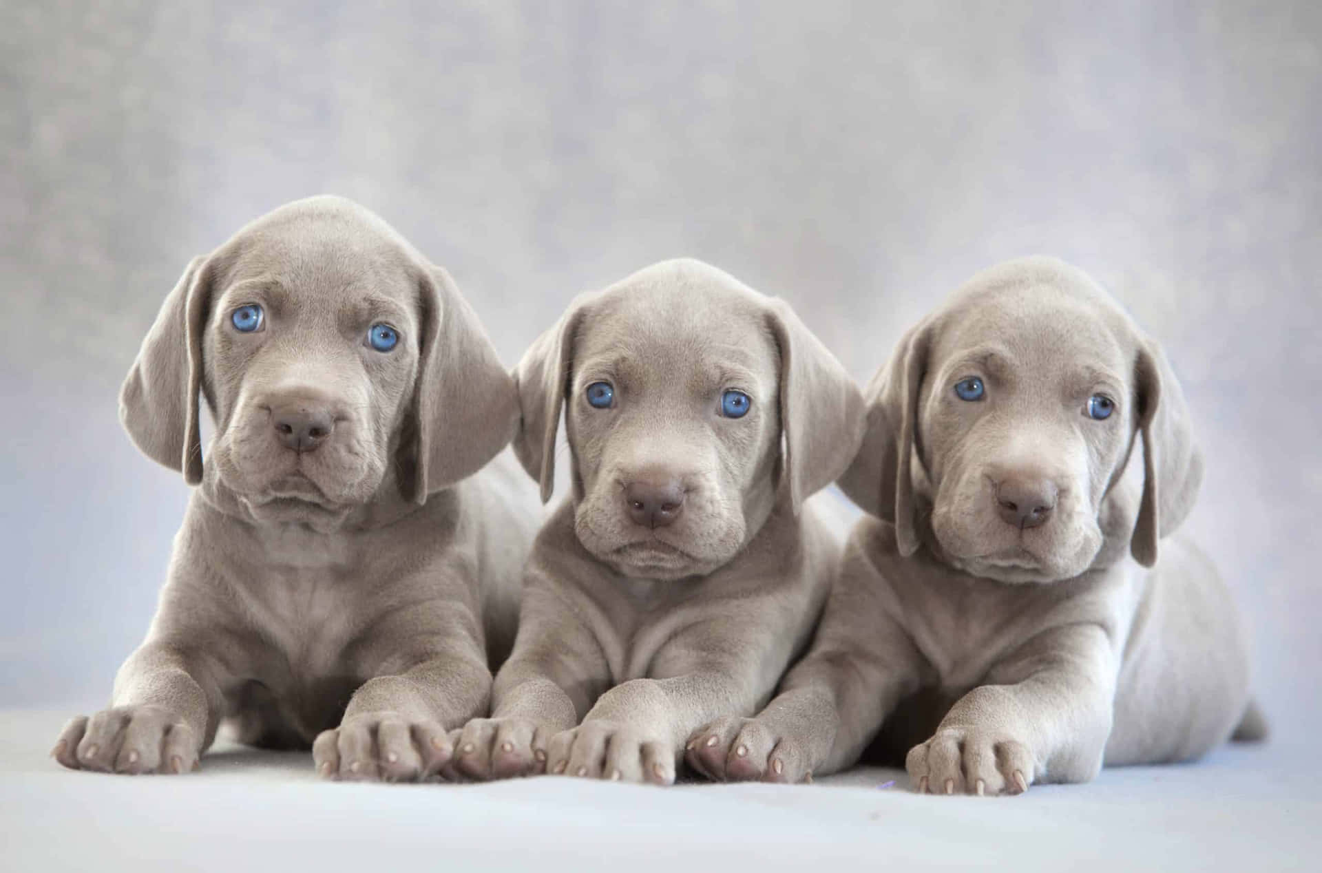 Three Weimaraner Puppies With Blue Eyes