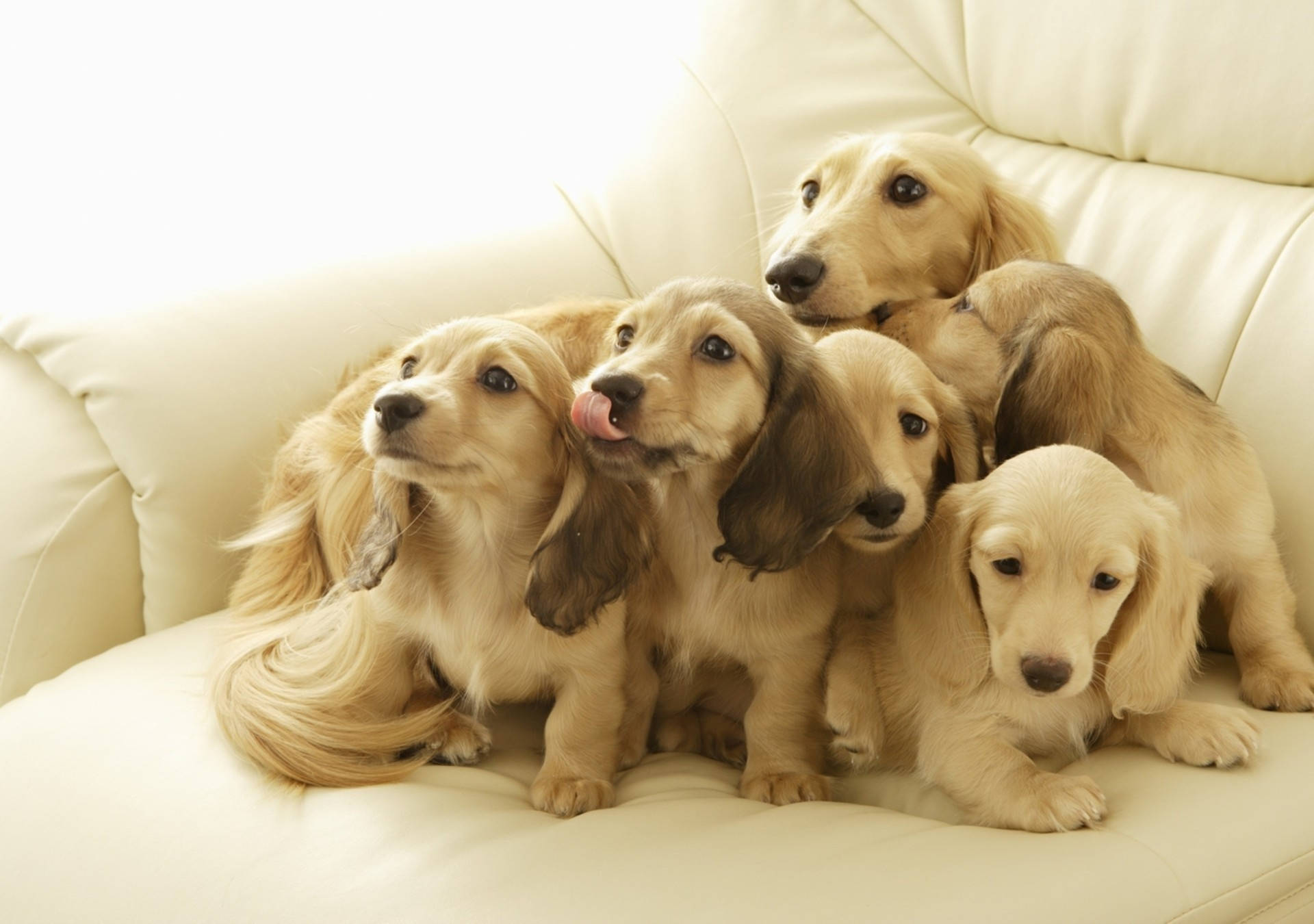 Weimaraner Puppies Family