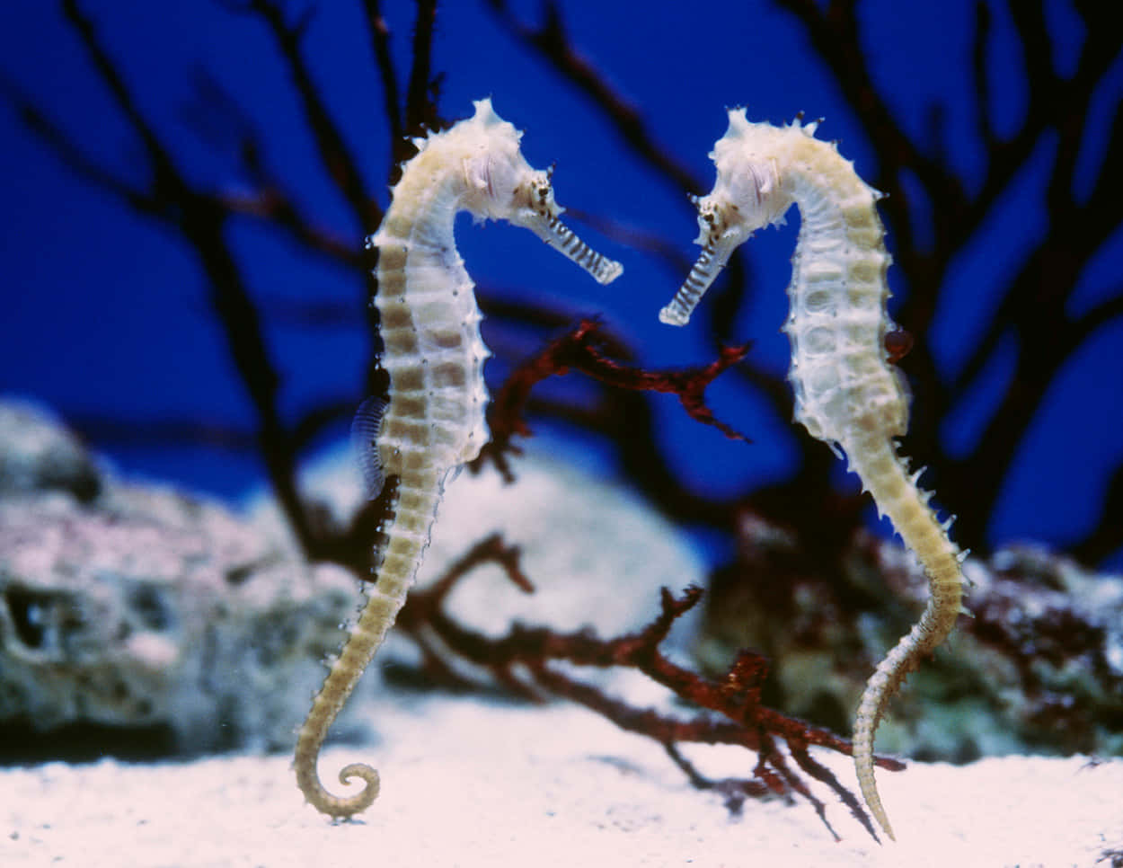 Two Seahorses Are Standing In An Aquarium