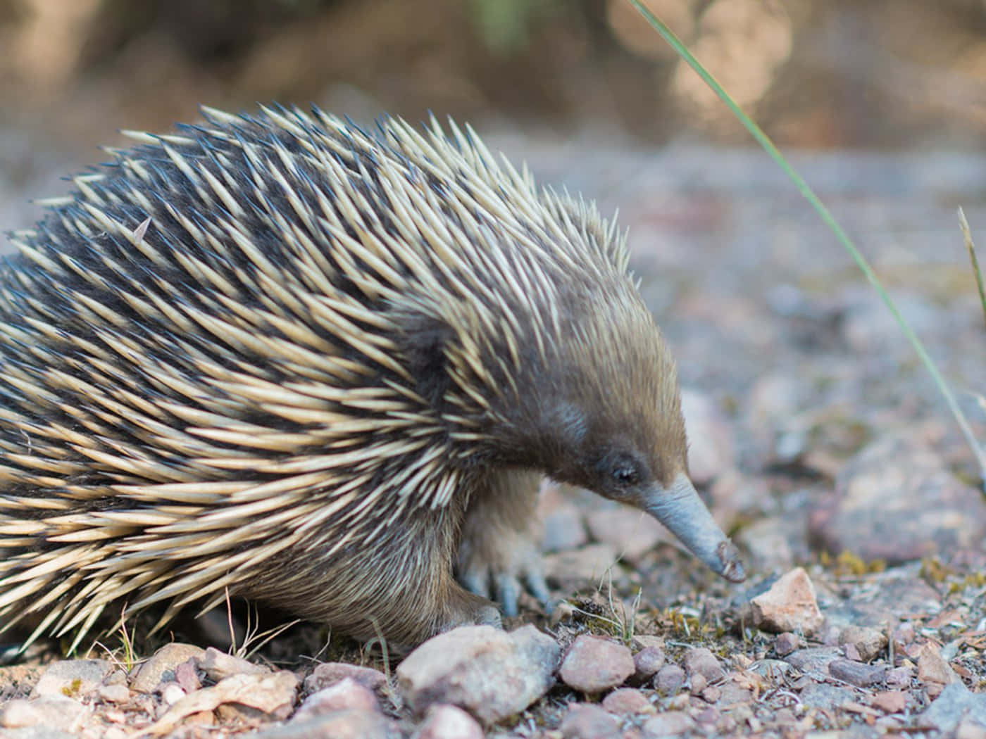 A Small Echidna Walking On The Ground