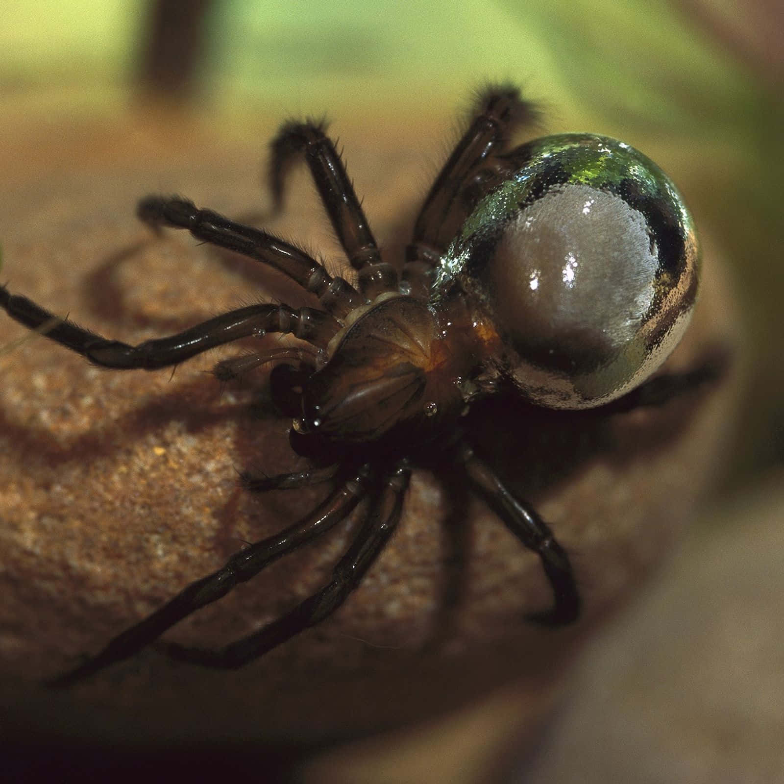 A Spider With A Glass Ball On Its Back