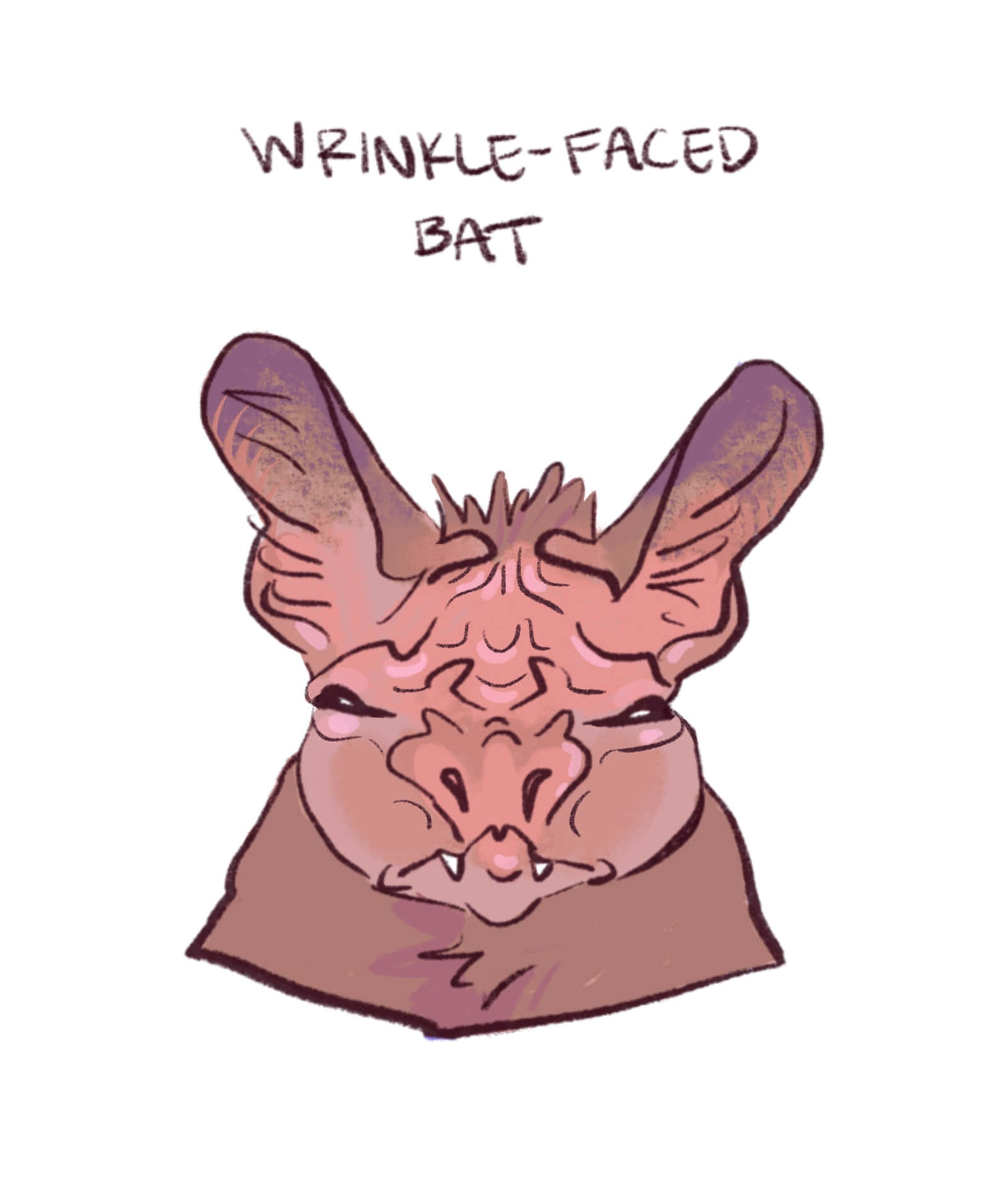 A Cartoon Of A Bat With The Words Wrinkle Faced Bat