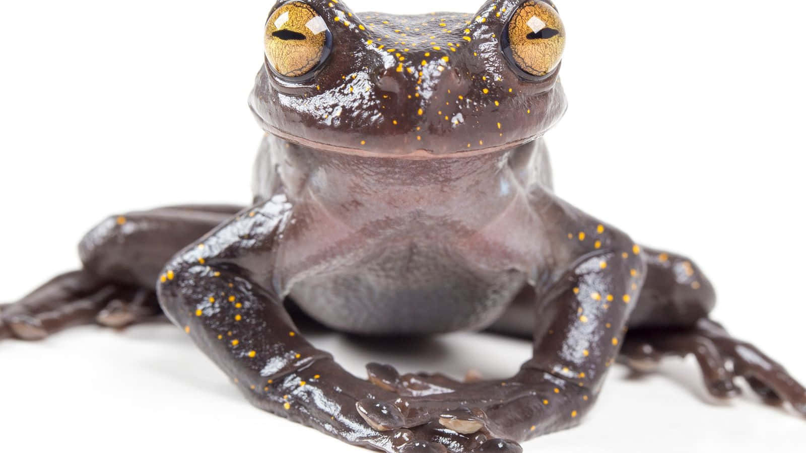 A Black And Yellow Frog Sitting On A White Background
