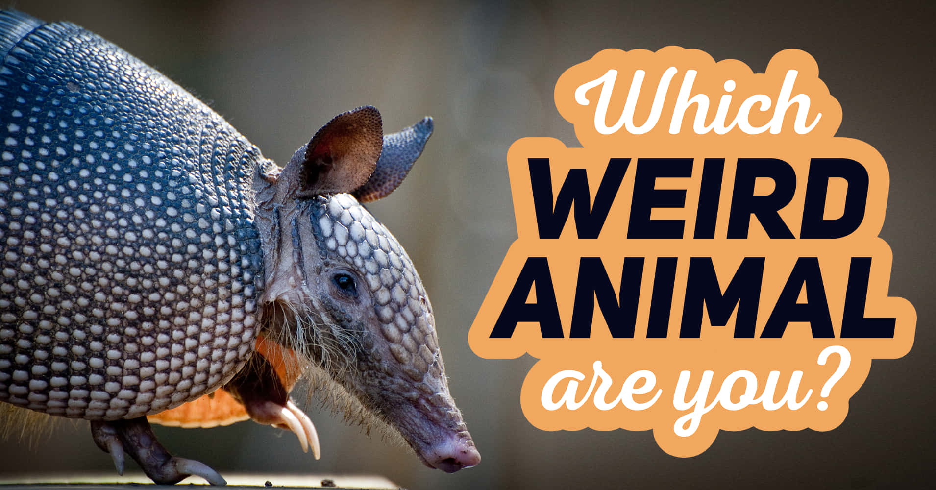 Which Weird Animal Are You?