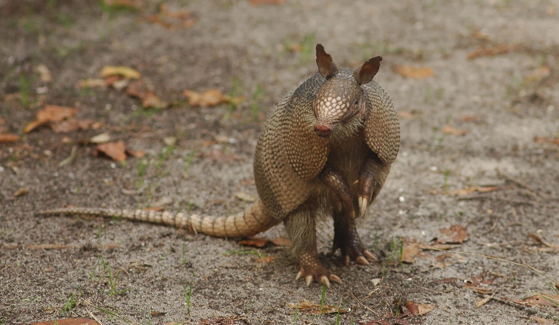 A Small Armadillo Is Walking On The Ground