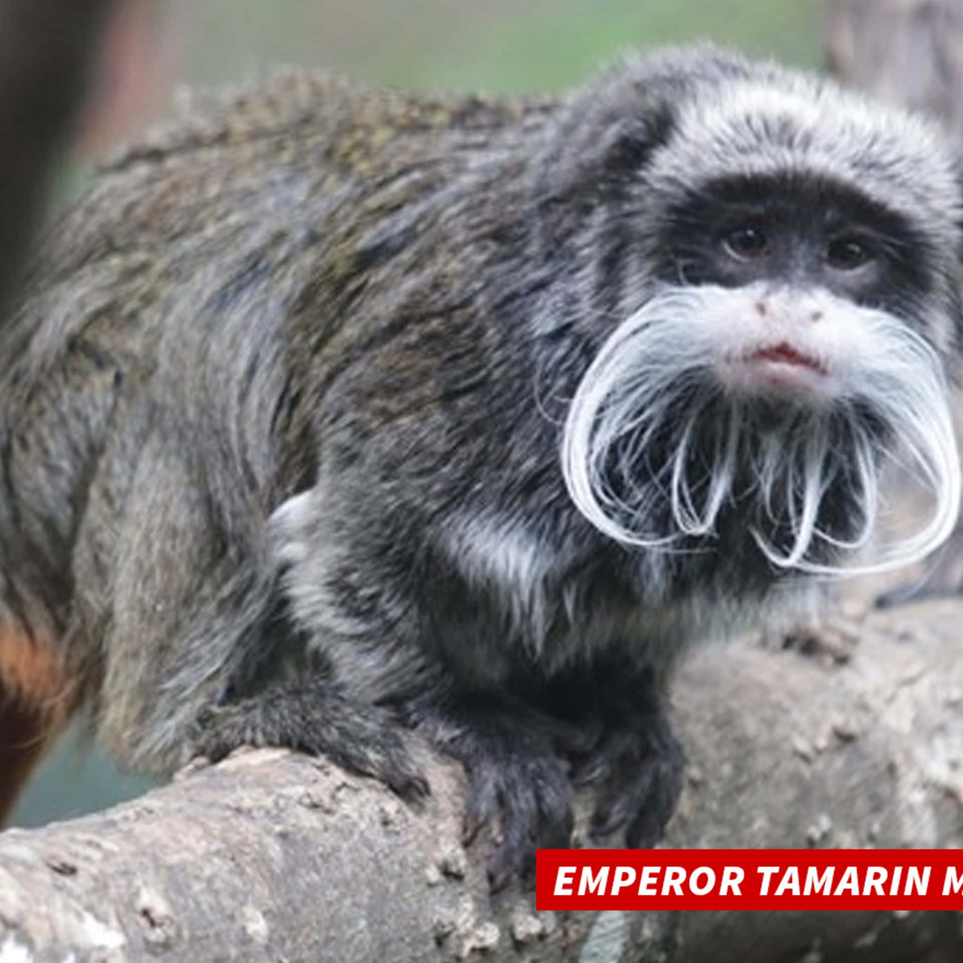 Emperor Tamarin Monkeys Are A Rare Species