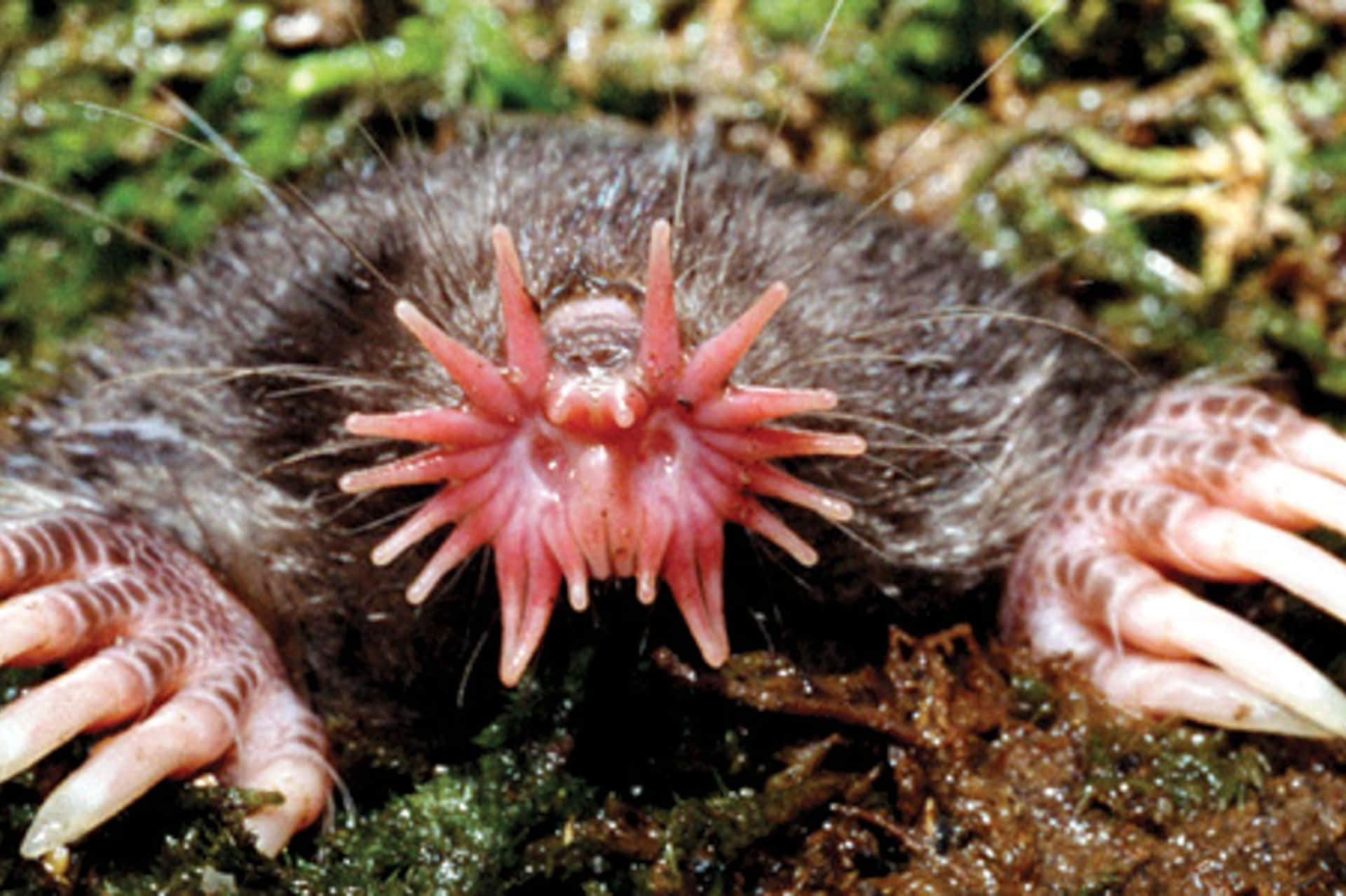 A Mole With Its Mouth Open